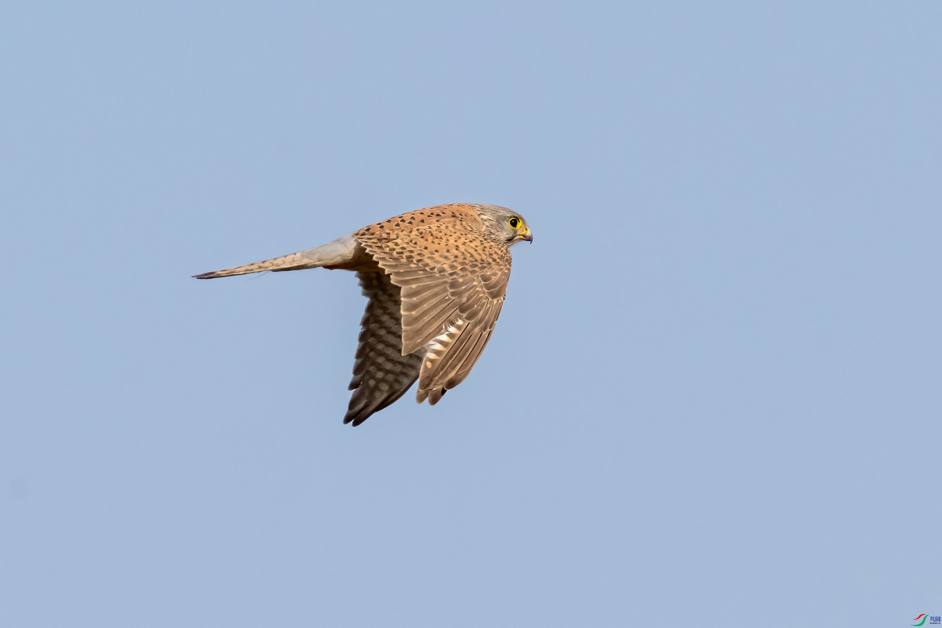 _DSC9557.jpg