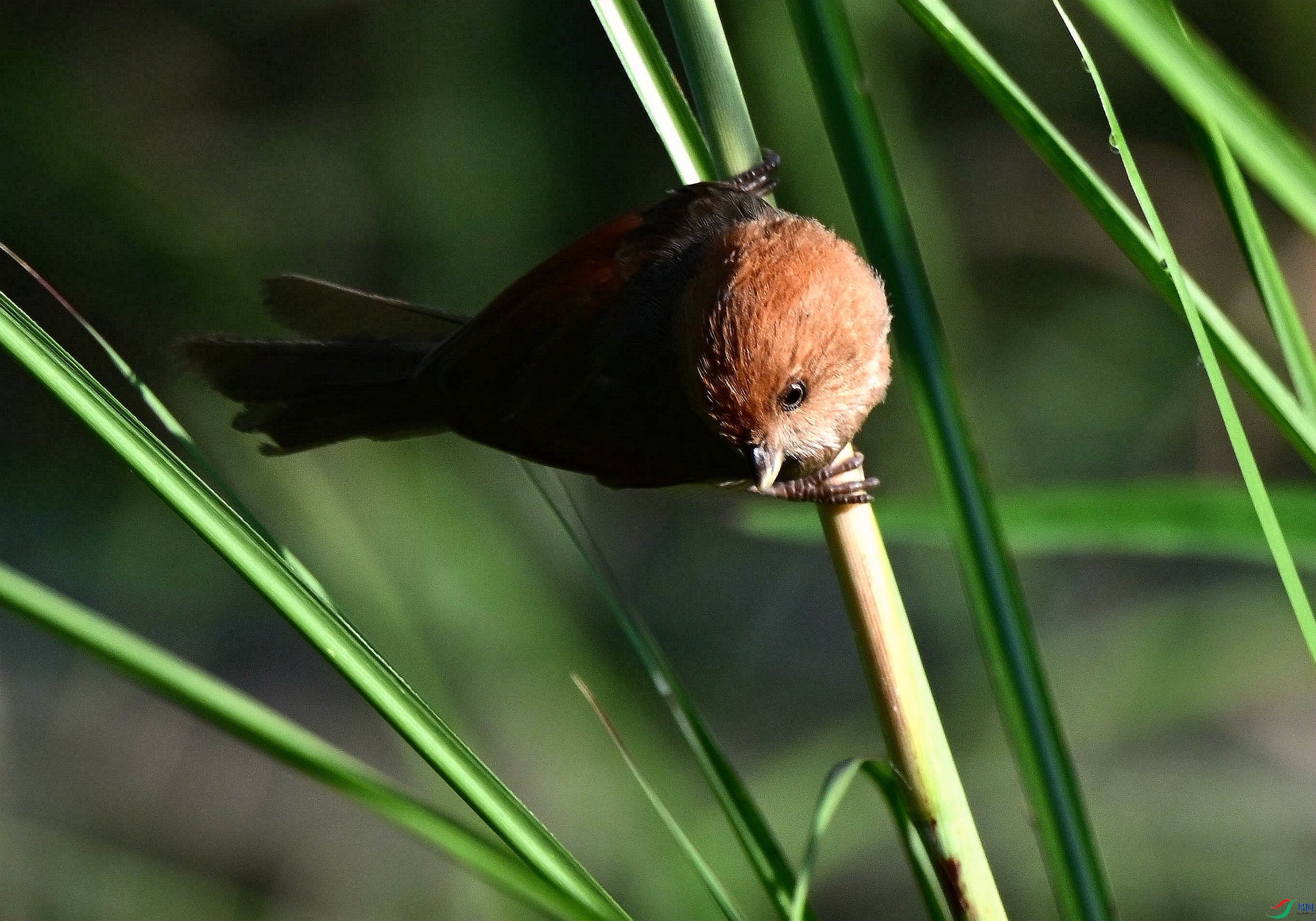 DSC_9854.jpg