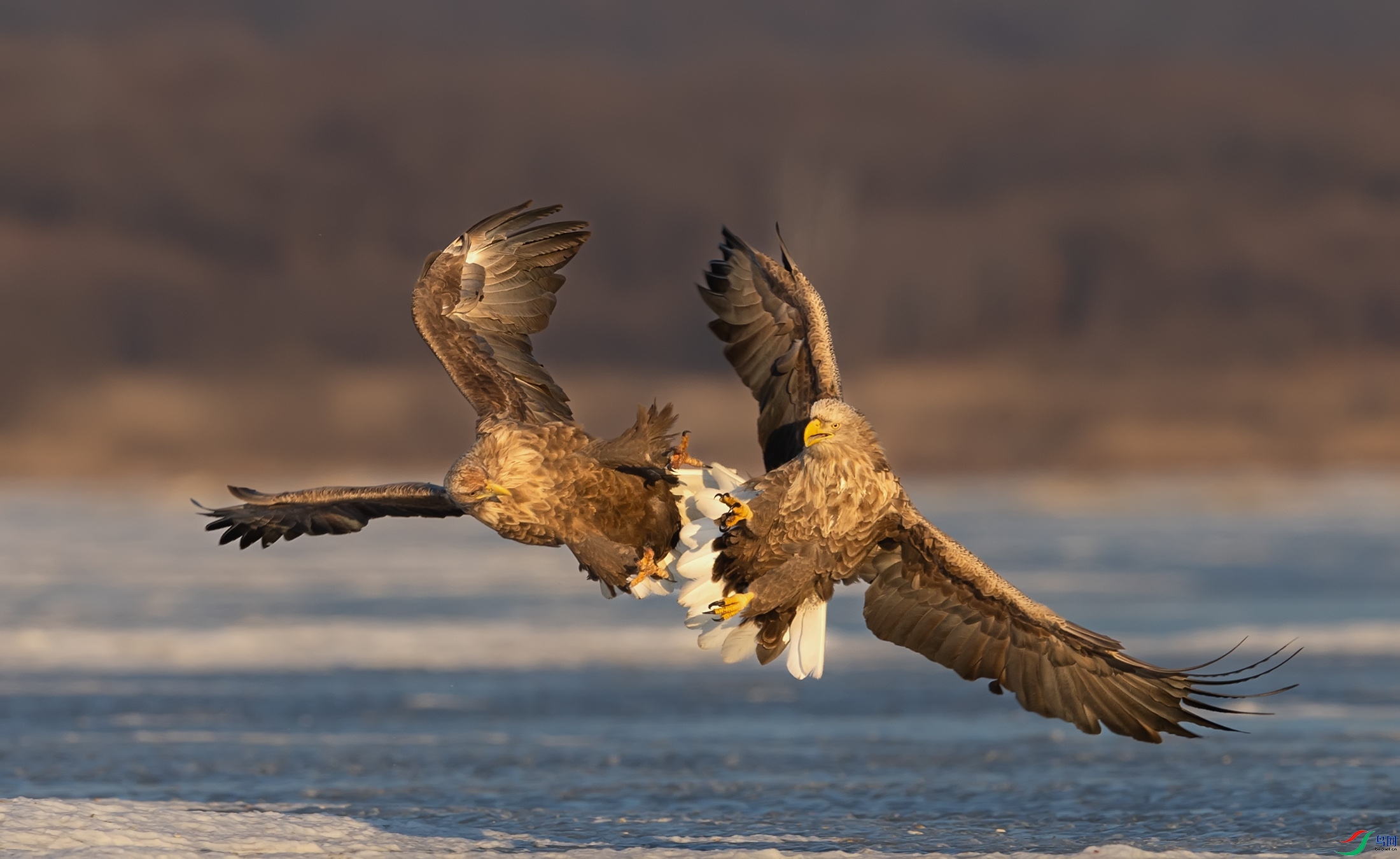 ��β����