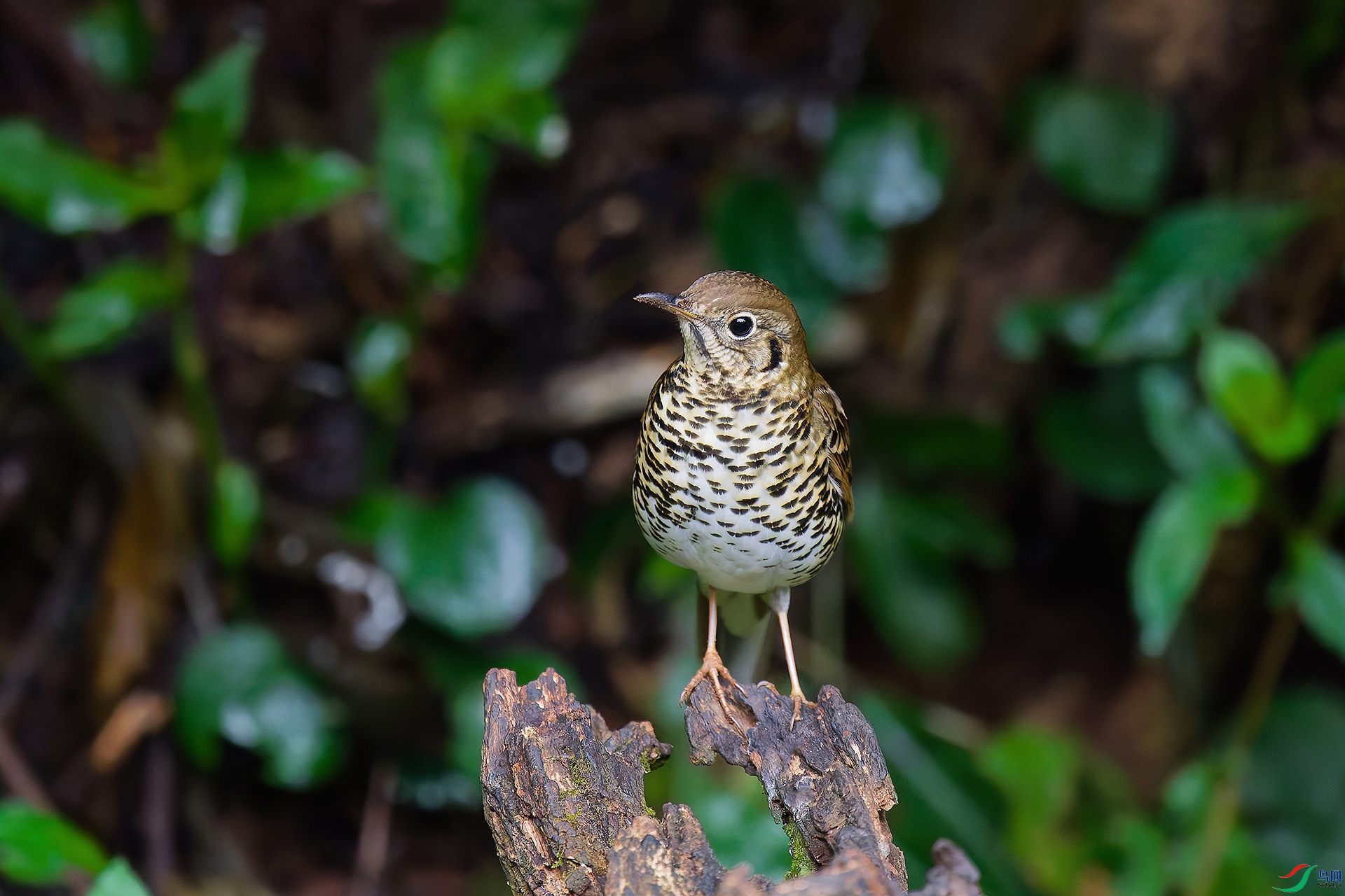 DSC_5498_DxO_DxOa.jpg