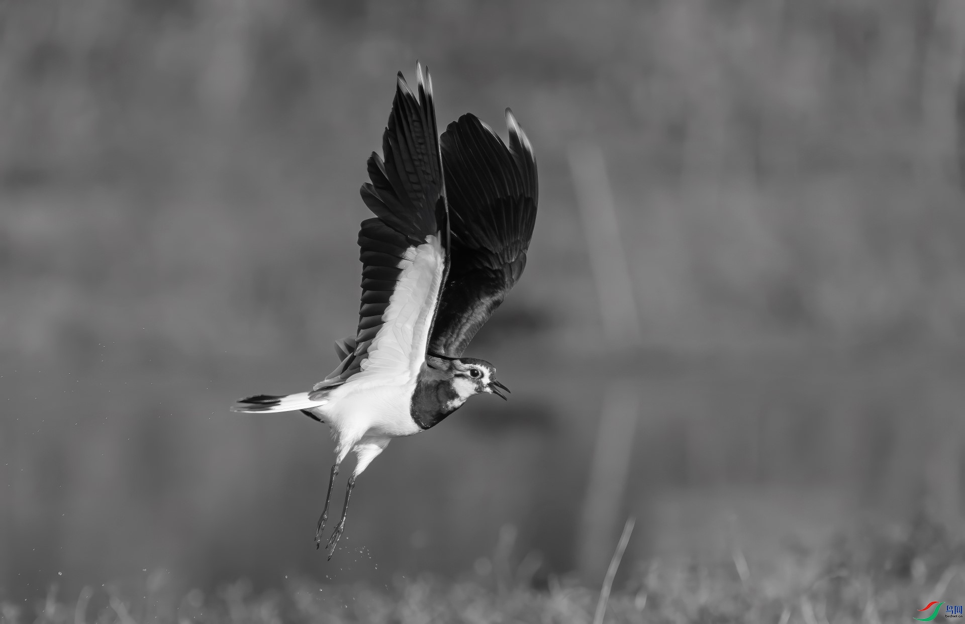 DSC06914-DeNoiseAI-standard-gigapixel-high fidelity v2-1920w.jpeg