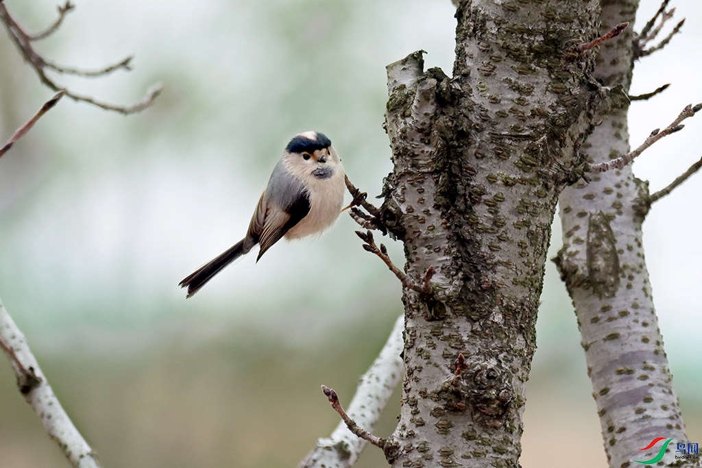 ������βɽȸ