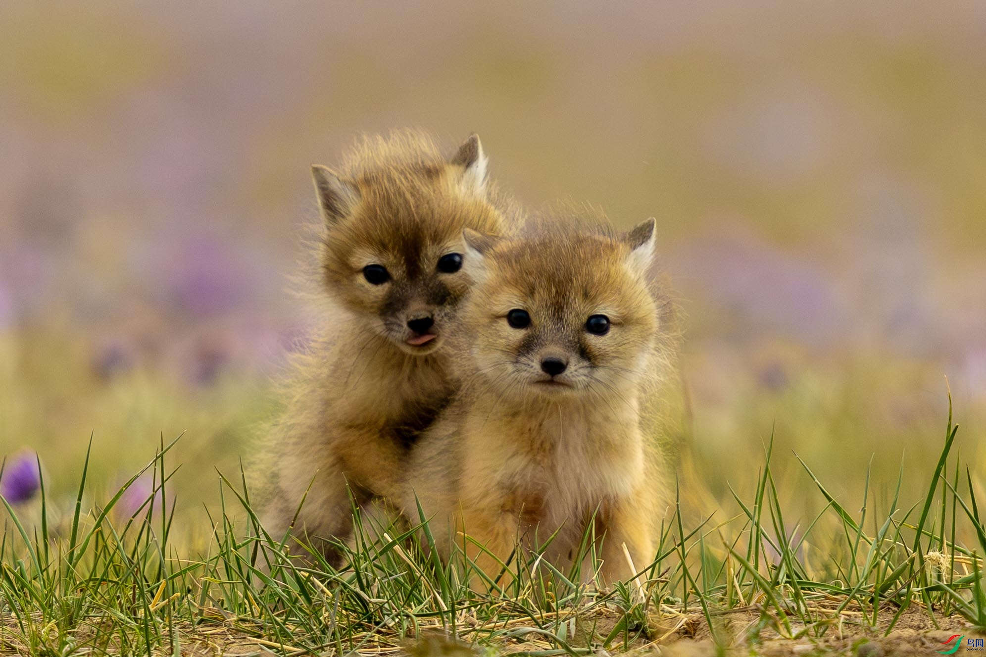 107A3692 ����.jpg