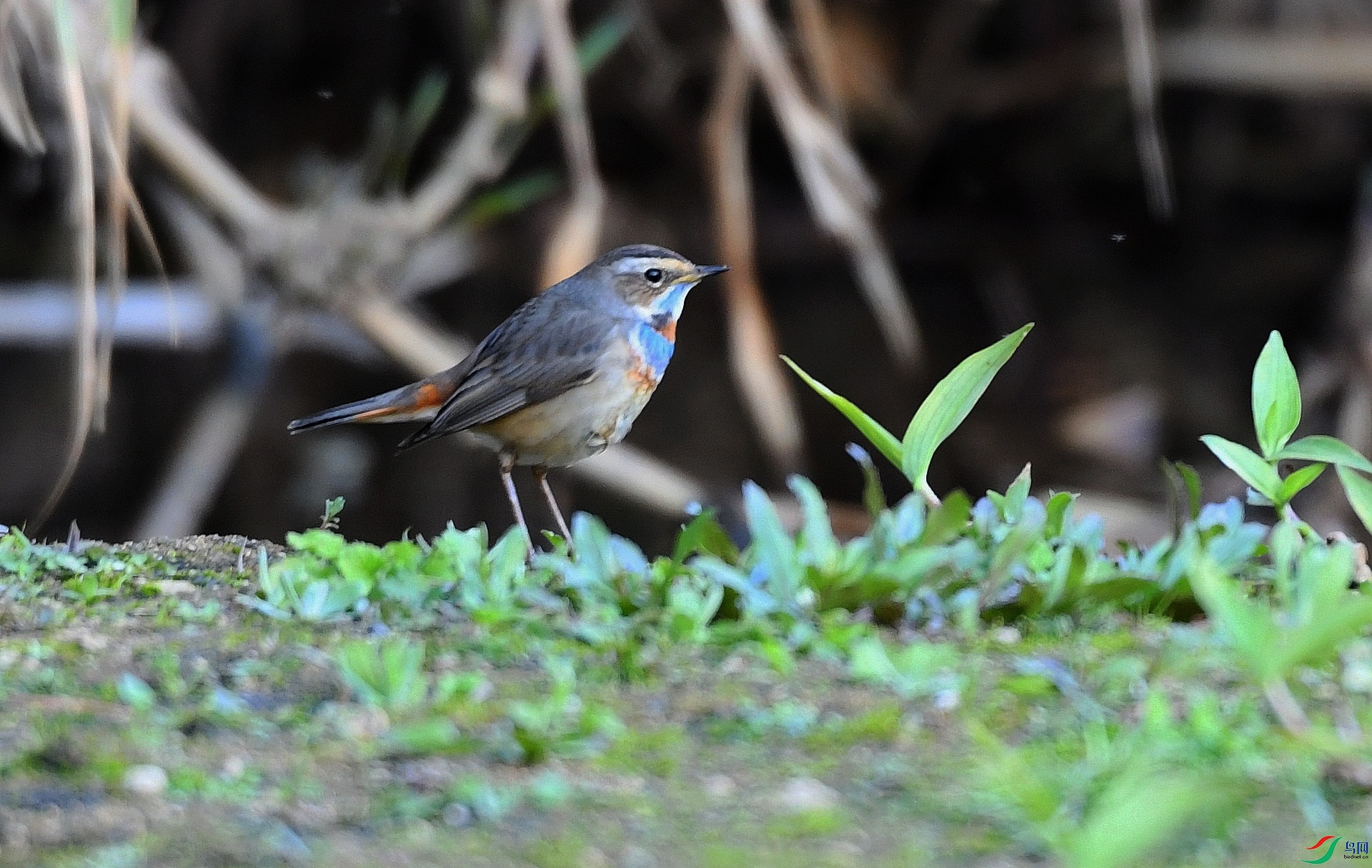 DSC_4434.jpg