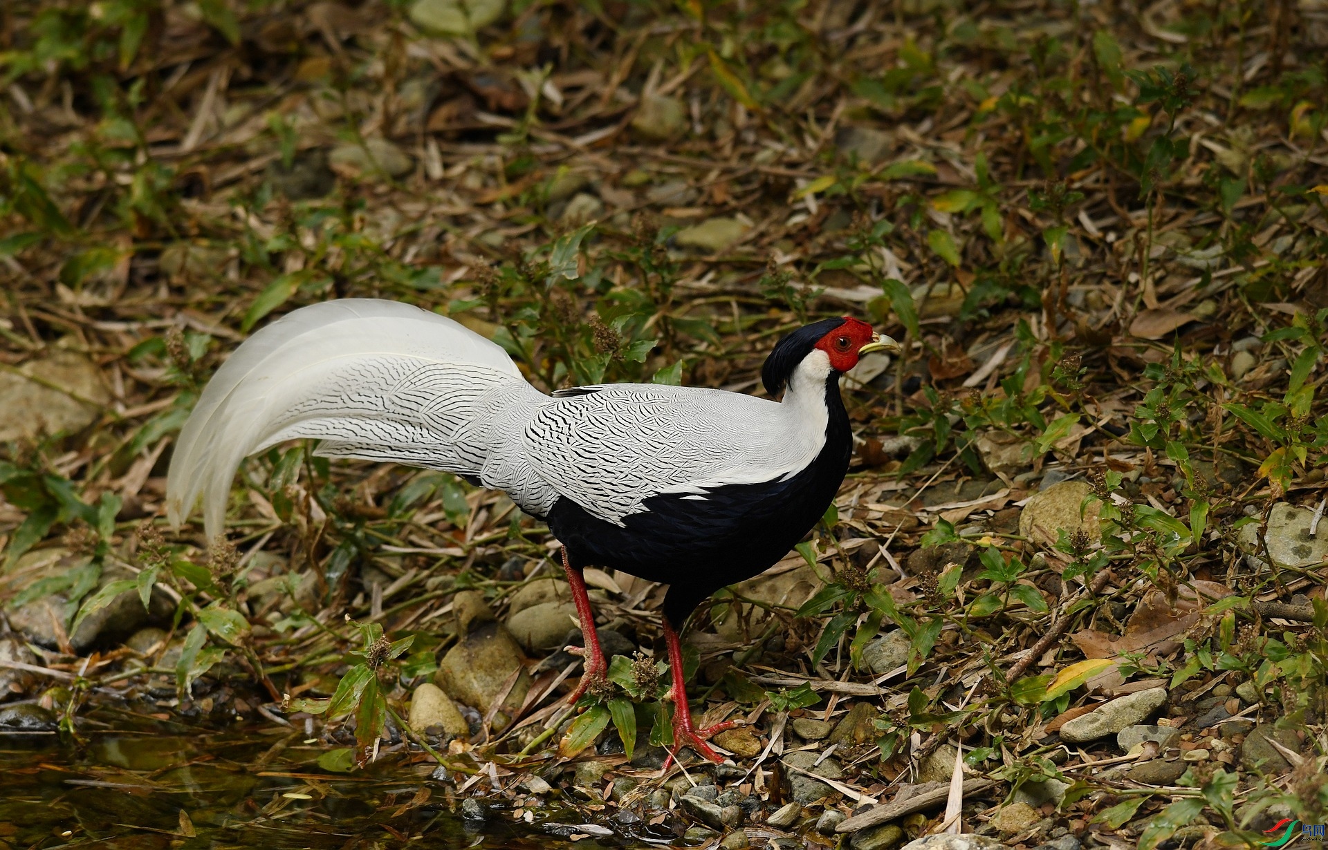 DSC_4761.jpg