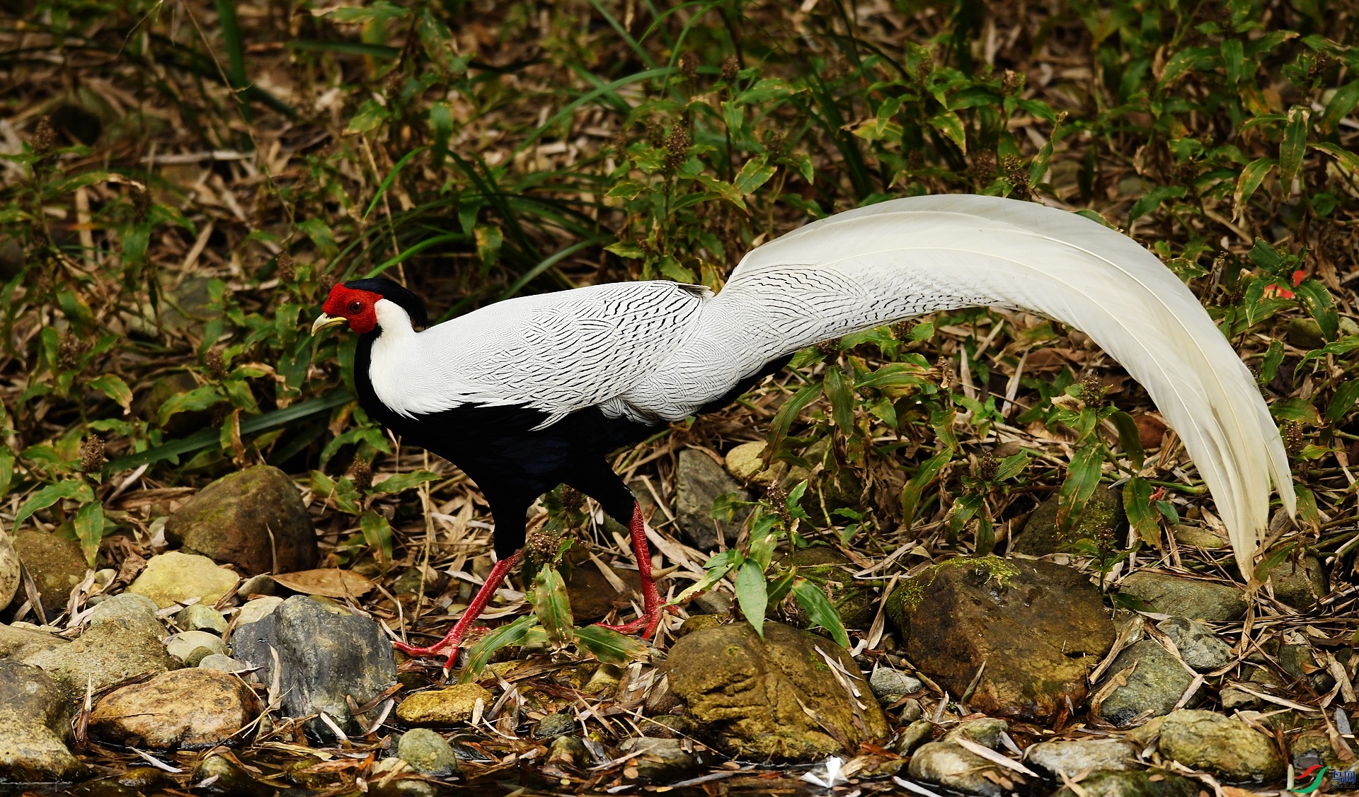DSC_4729.jpg