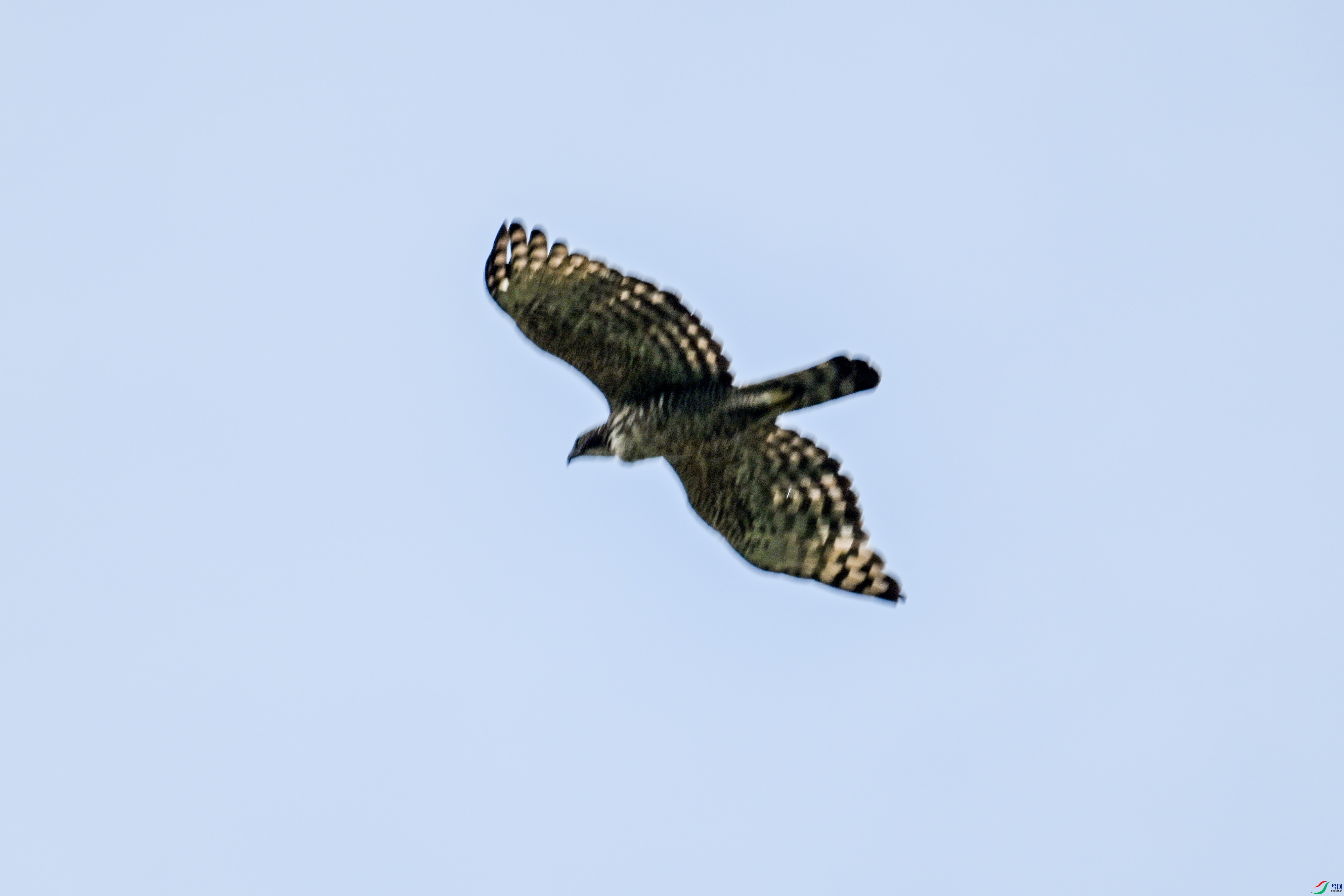 DSC_1785.JPG