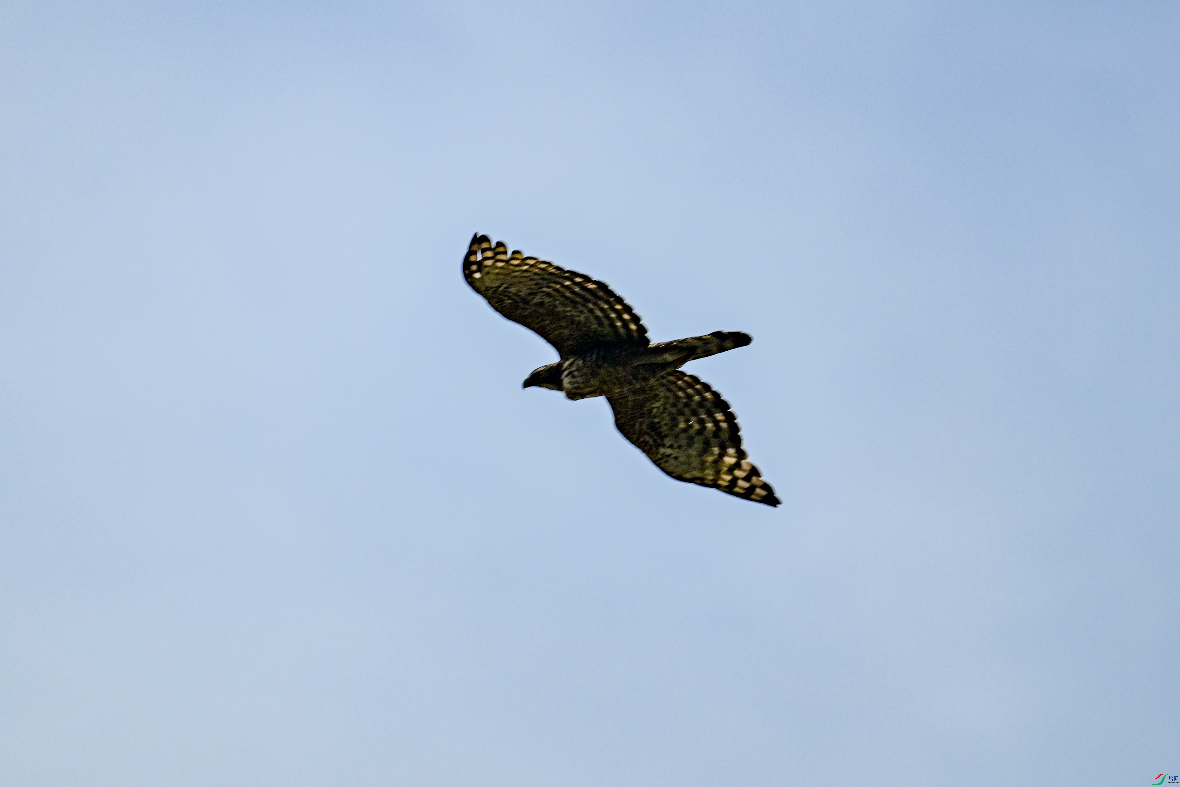 DSC_1795.JPG