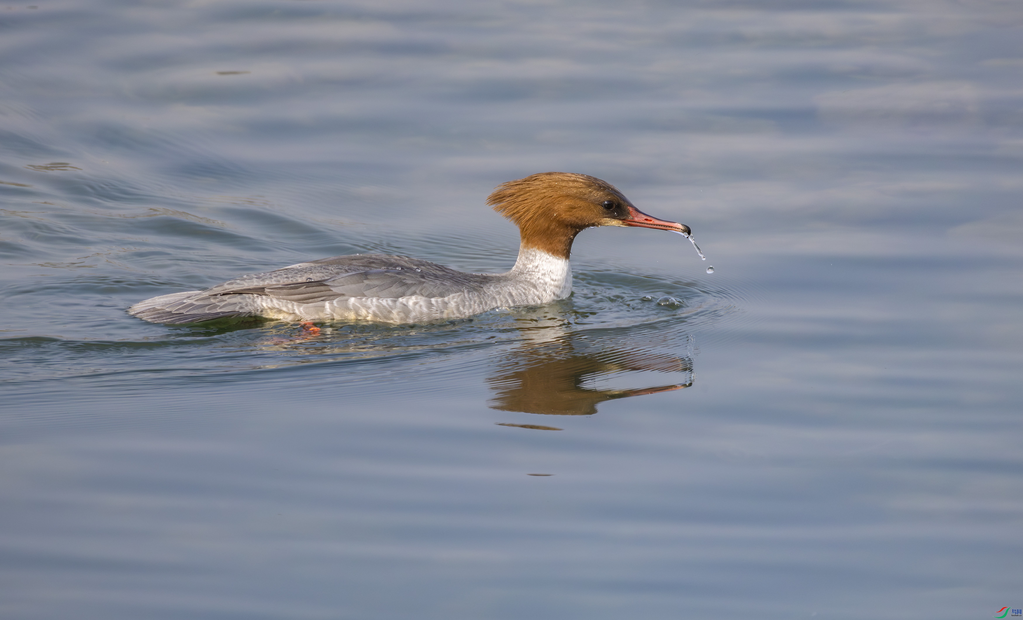 G47A4863-����ǿ-NR ����.jpg