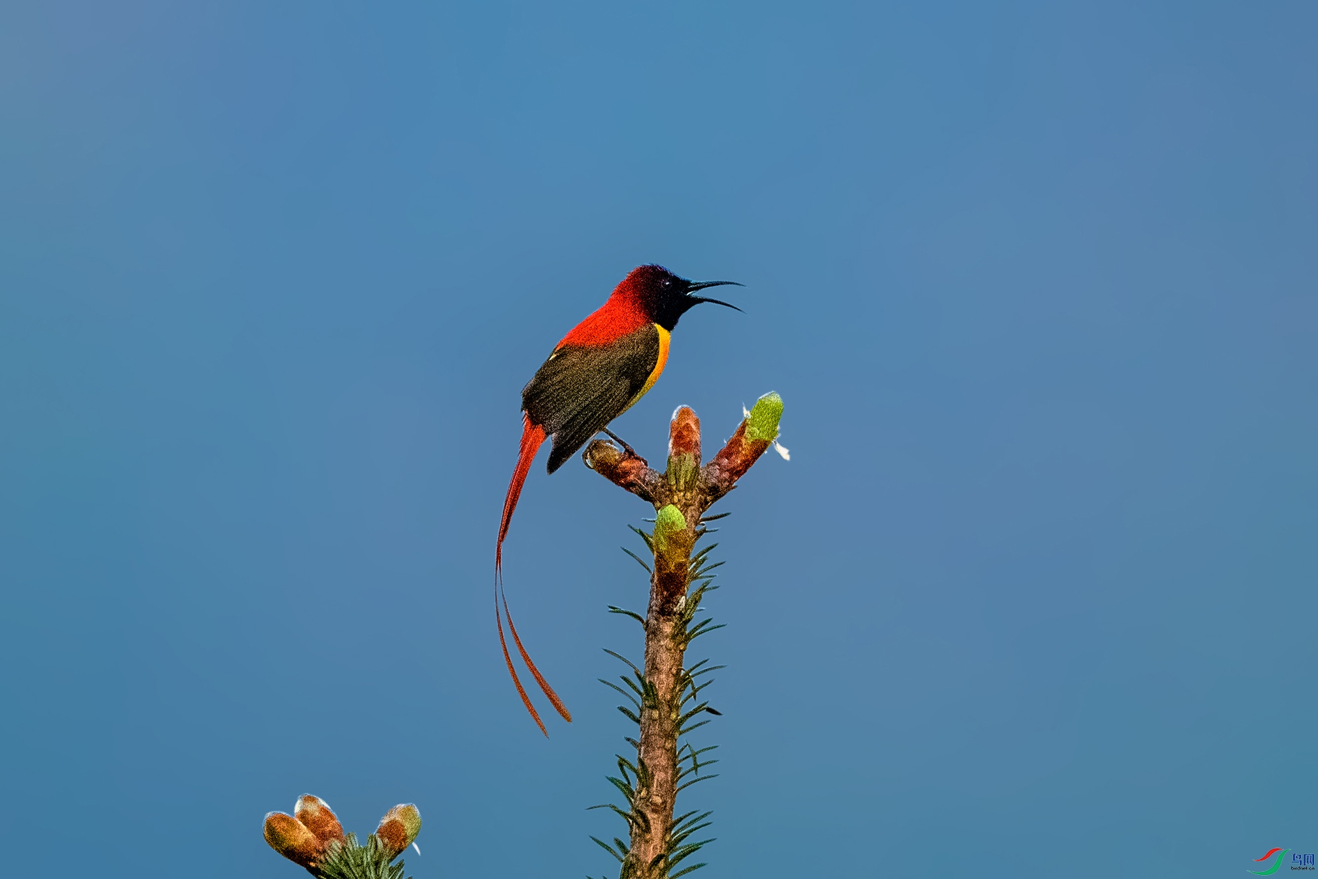 _AUU4570 ��β̫����(25.6.13).jpg