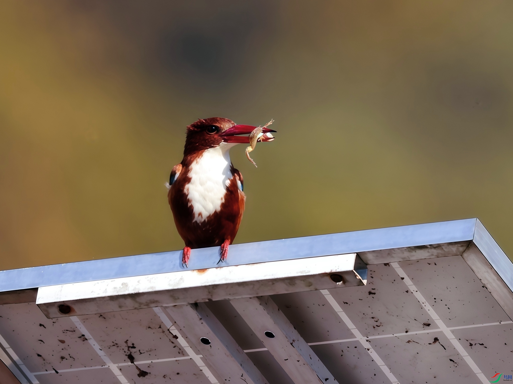 ��ζ����