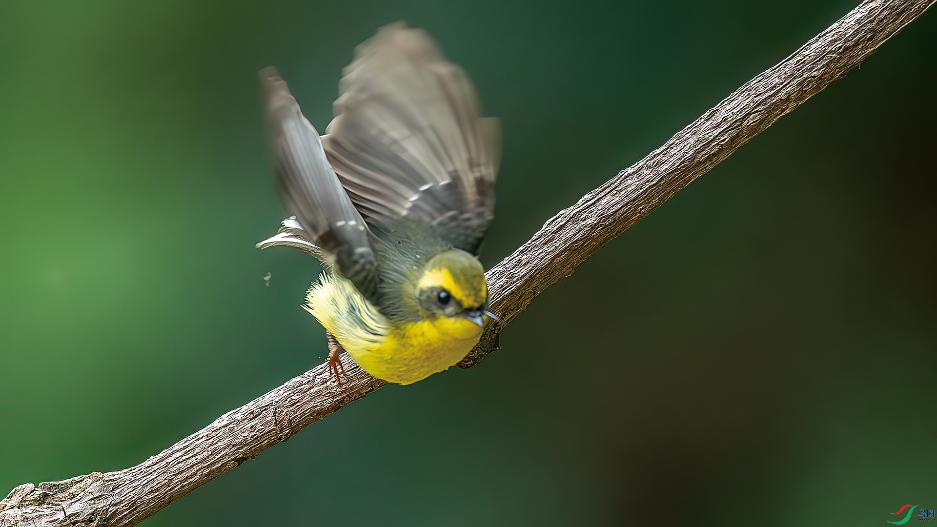 DSC_6152-����ǿ-NR-1.jpg