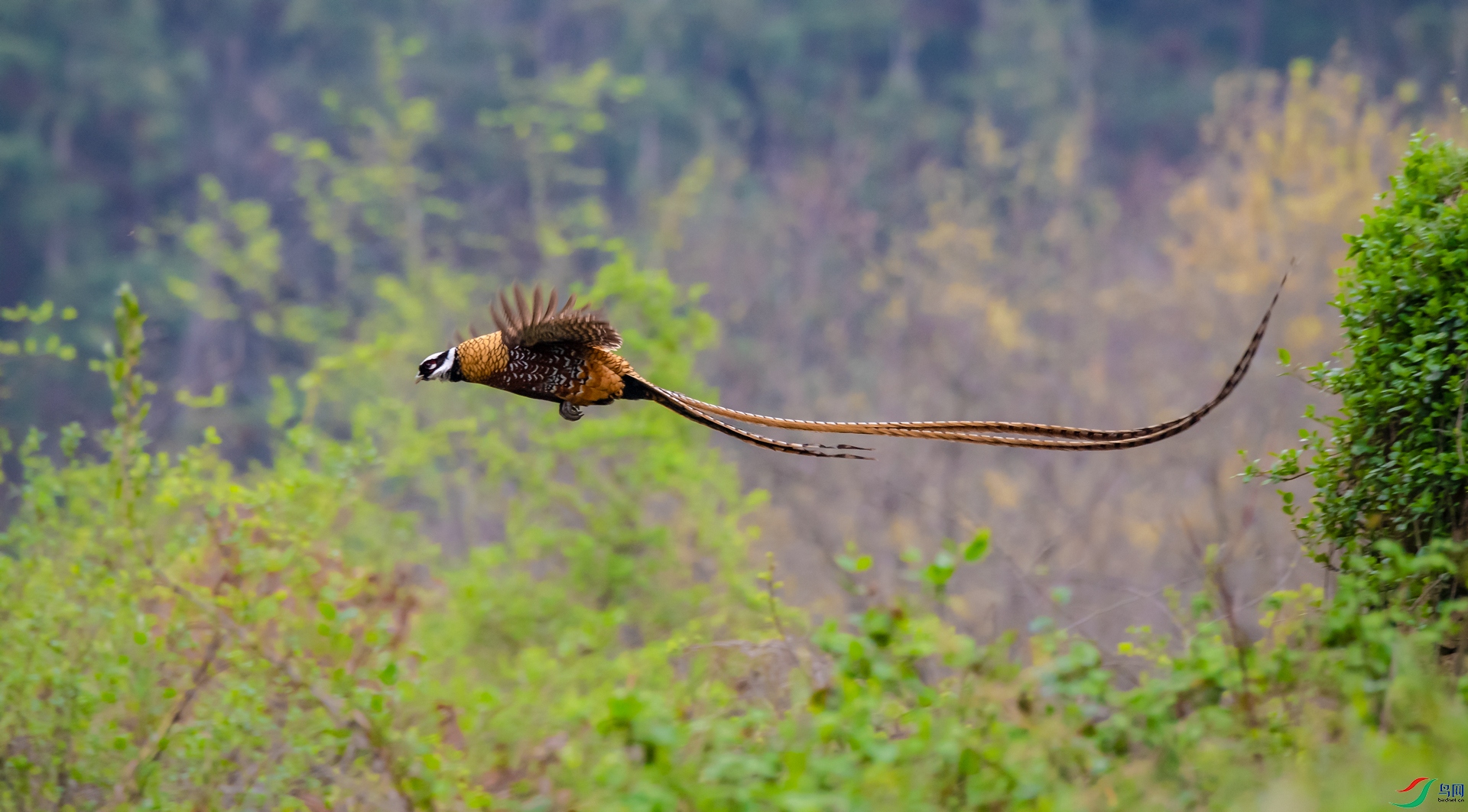 �׹ڳ�β�� - ����.jpg