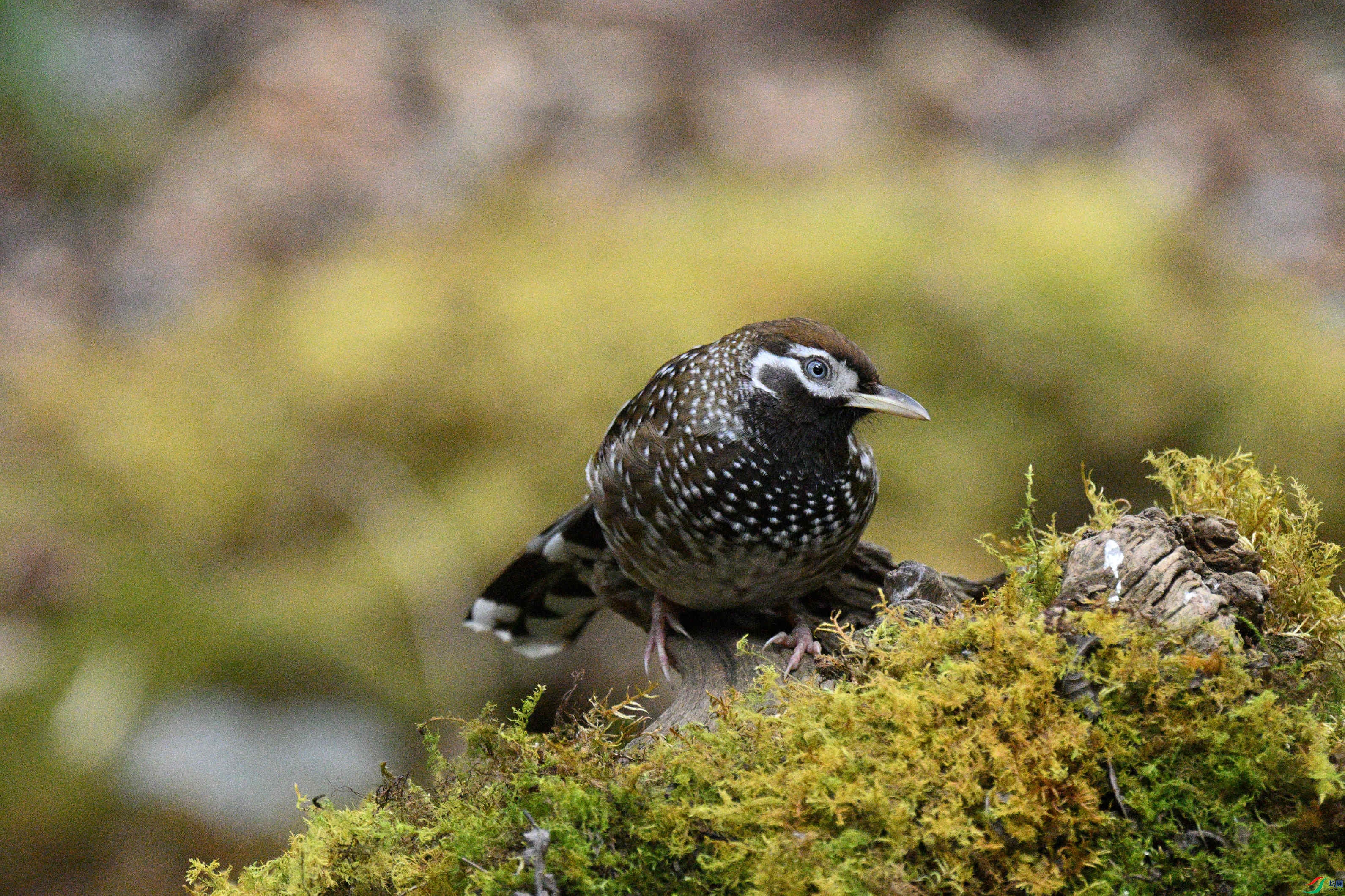 DSC_6715_����.jpg