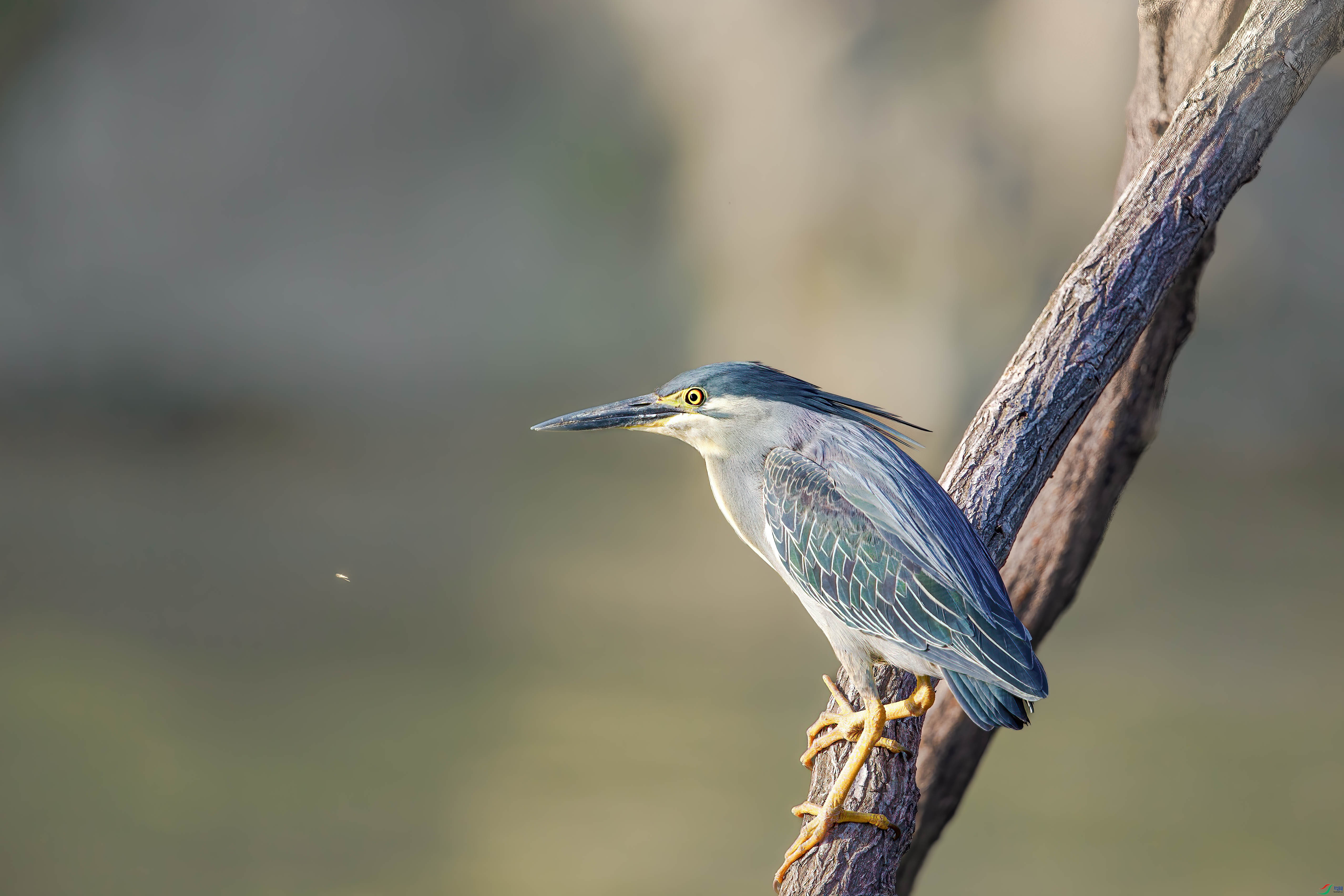 AQ4P0394-1.jpg