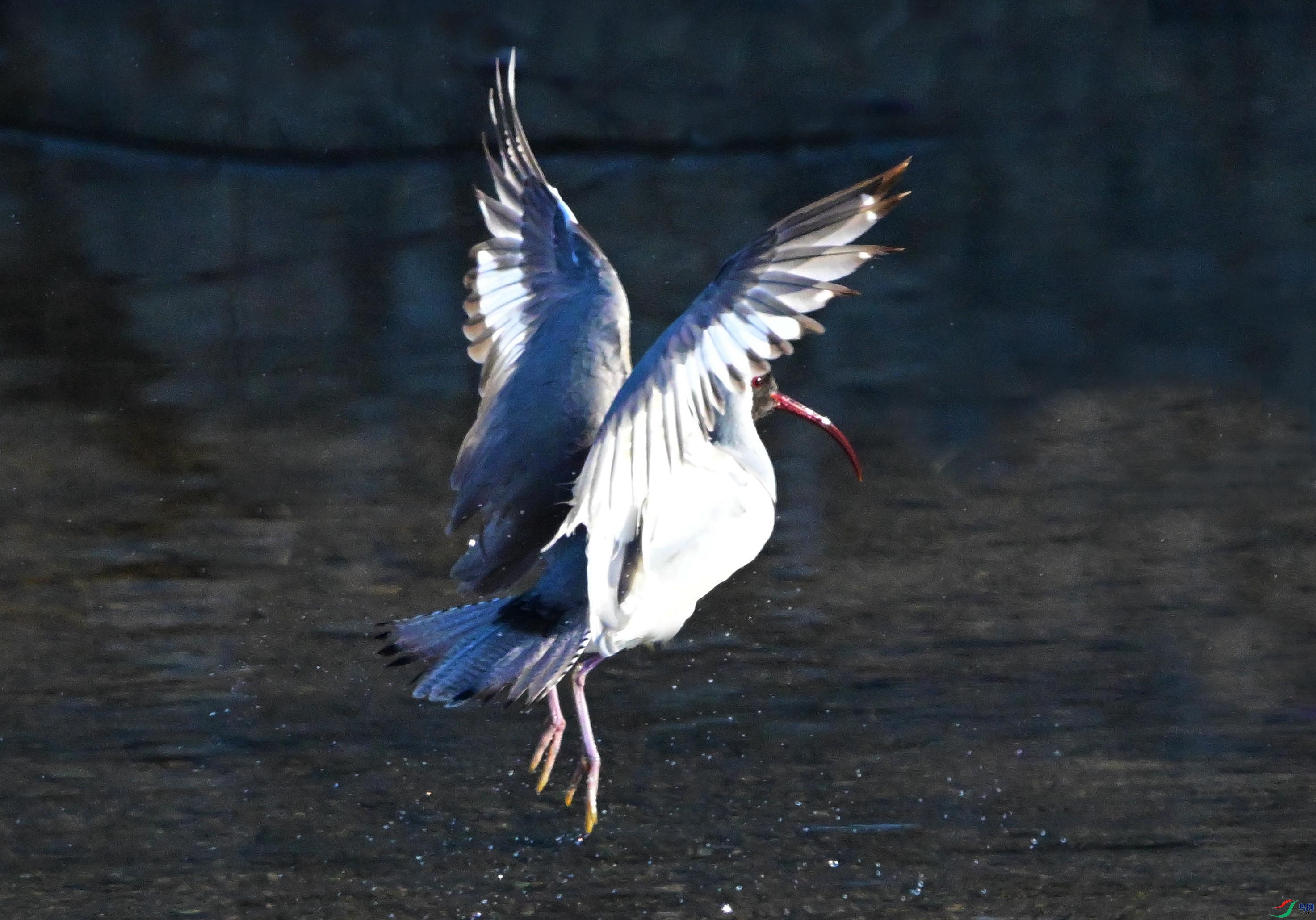 DSC_7801.JPG