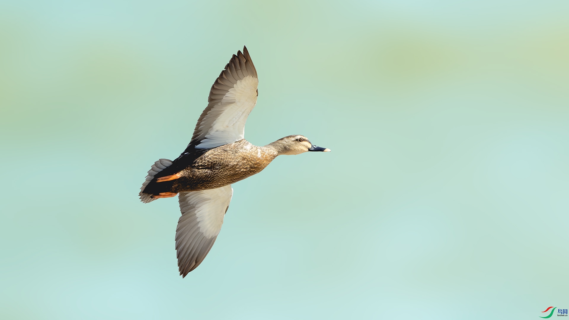 DSC_5576-����ǿ-NR ����.jpg