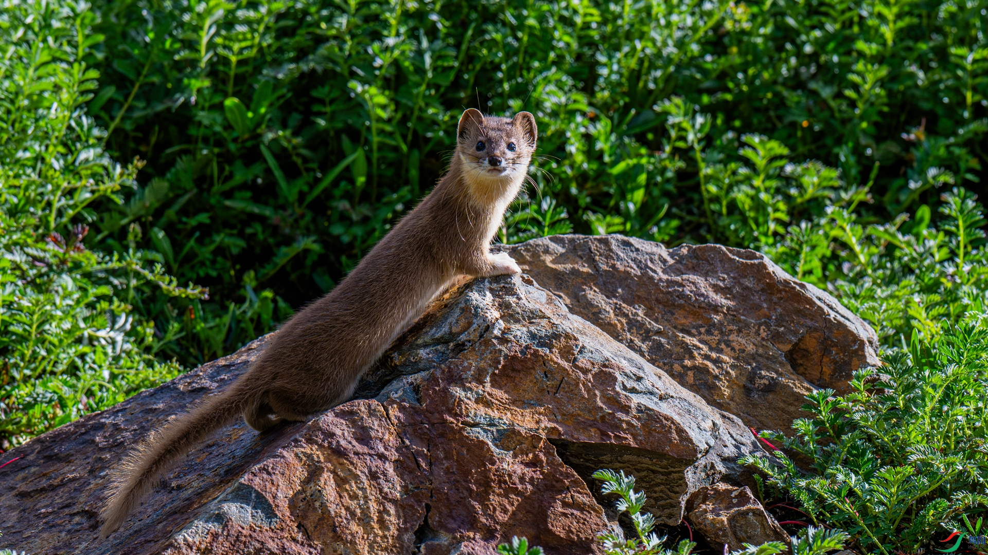 DSC_0177-1_����.jpg