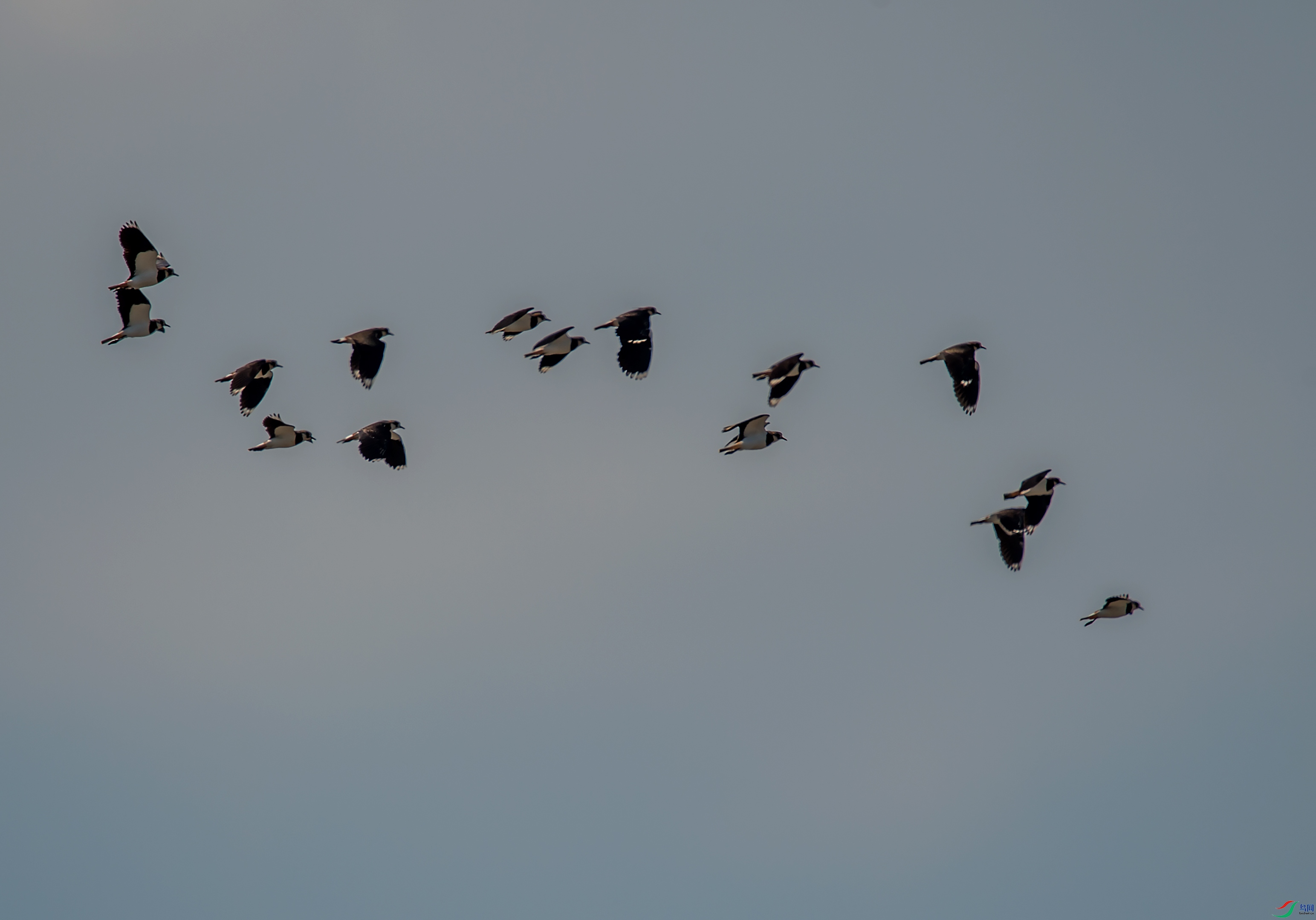 _DSC0982.jpg