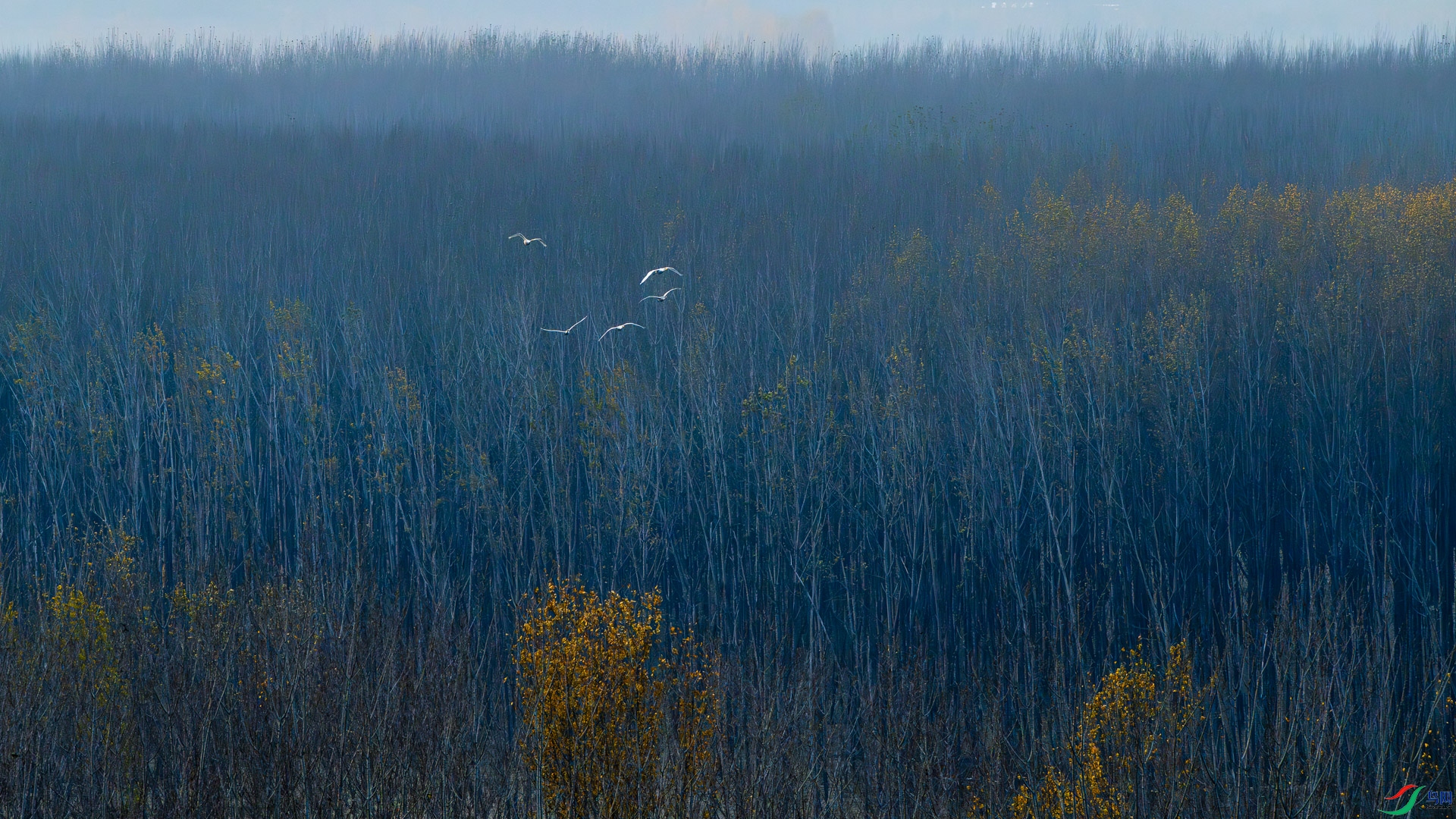 _DSC2605.jpg
