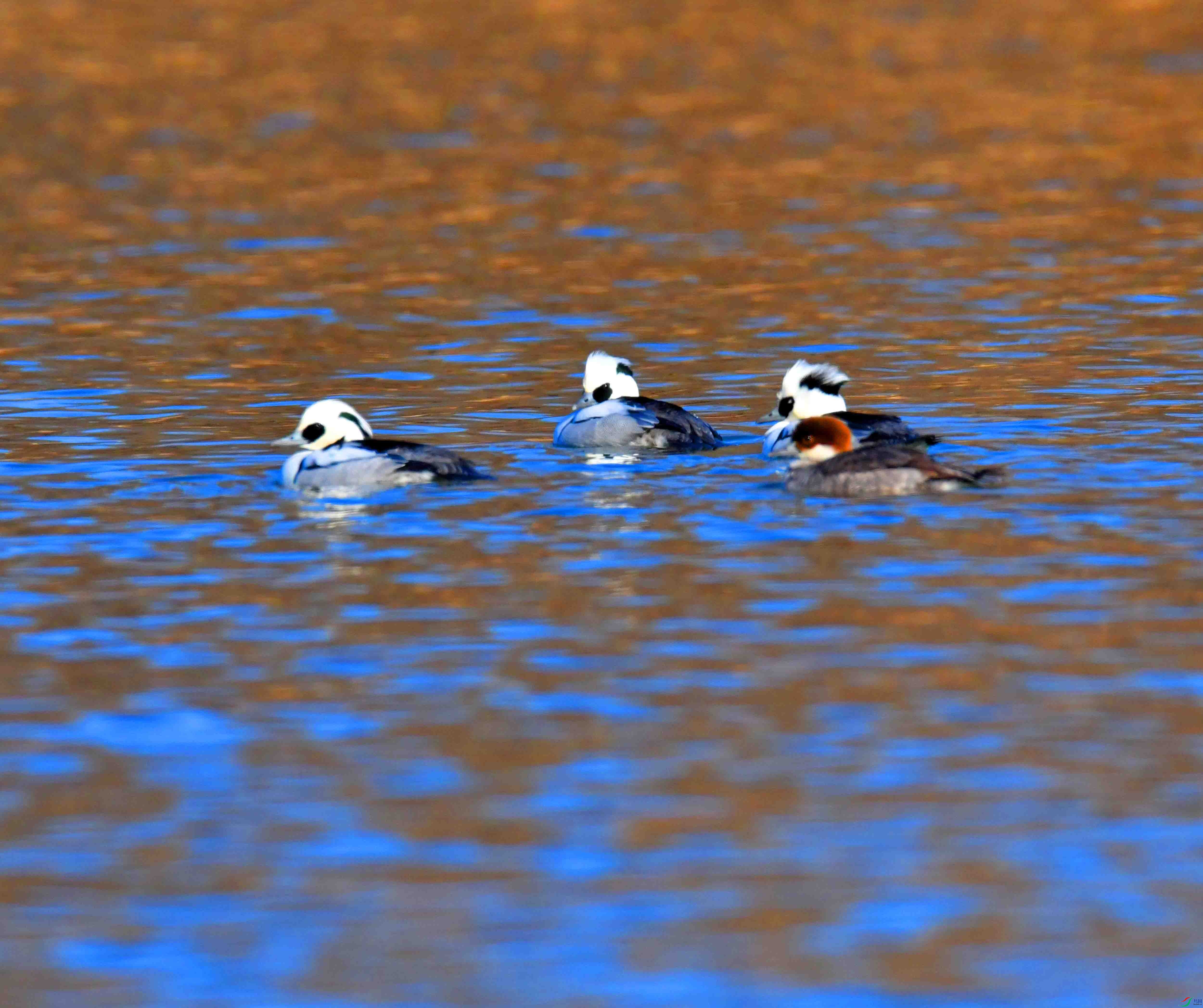 DSC_4506.JPG