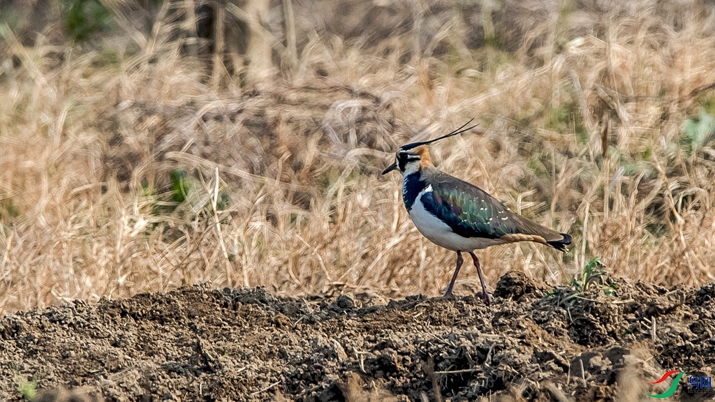 DSC_7447.jpg
