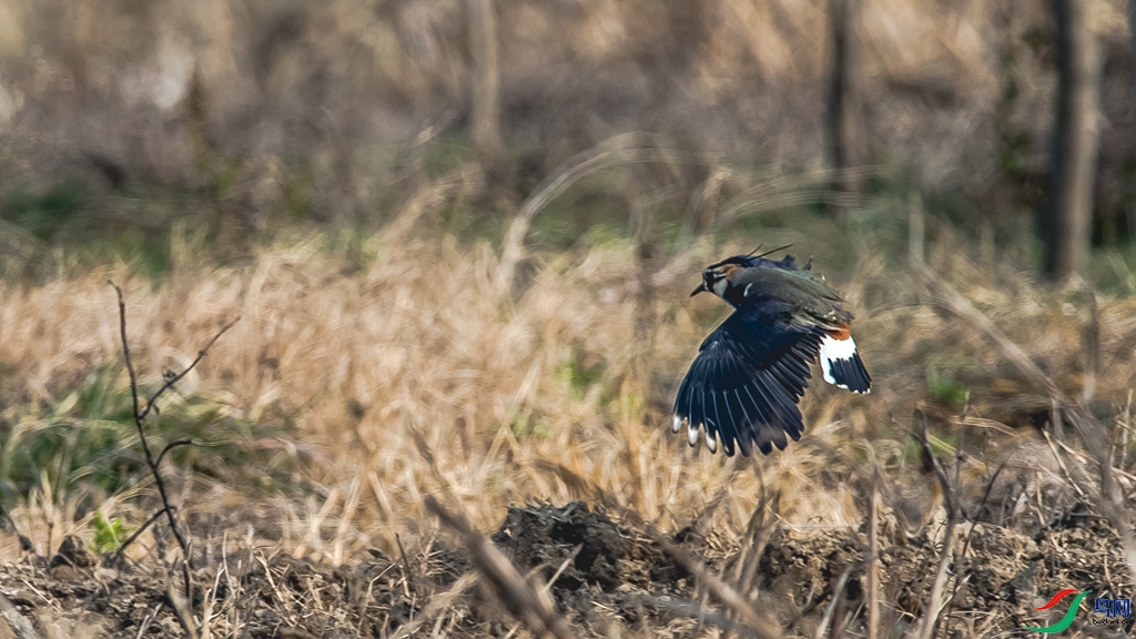 DSC_7331.jpg