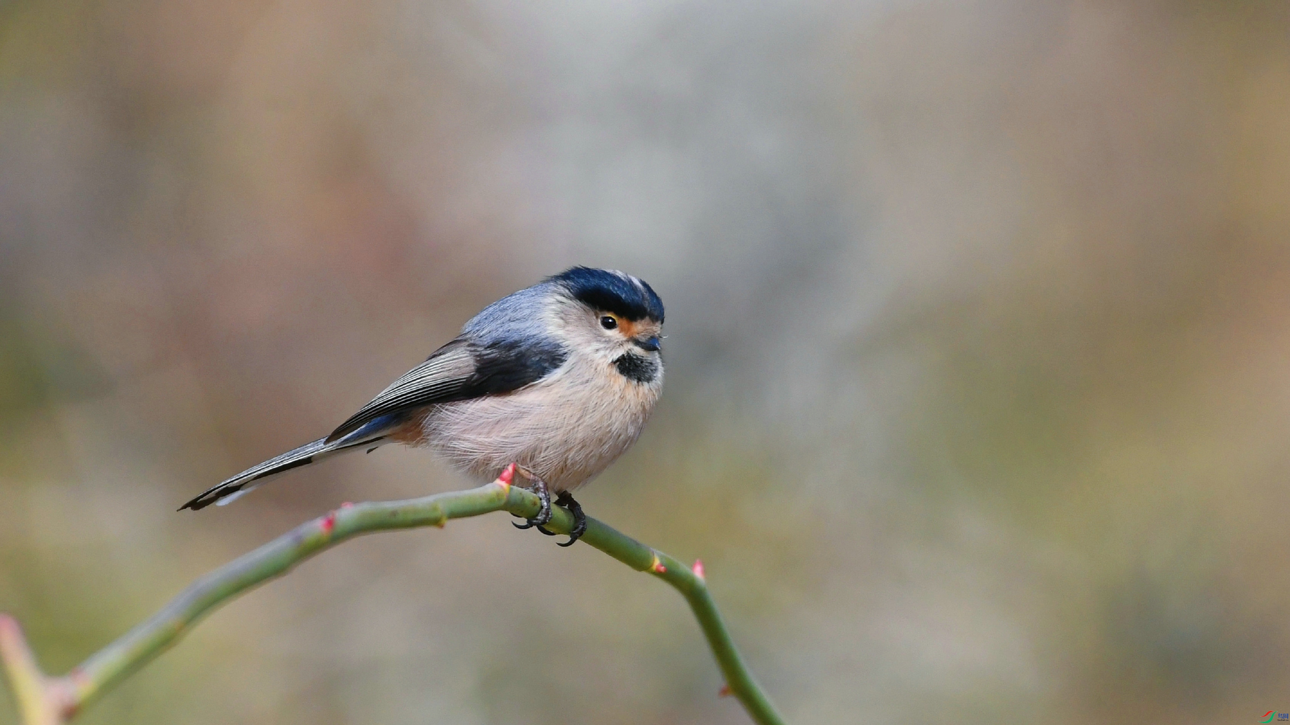 DSC_1050.JPG