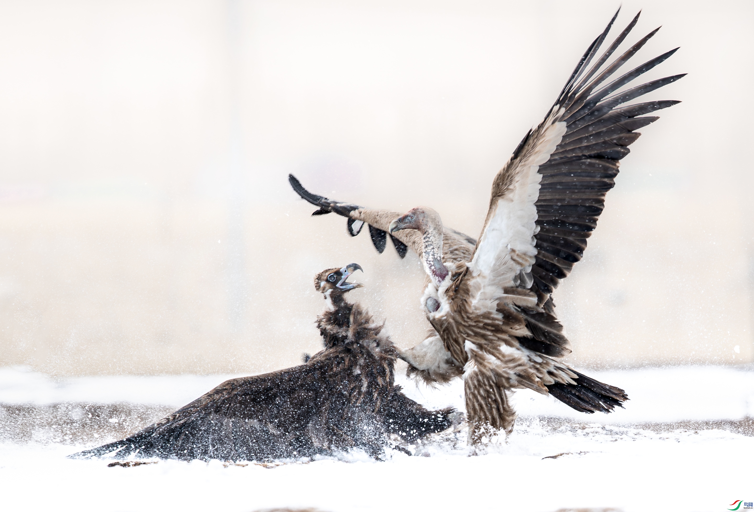 _Y8I6238 ����.jpg