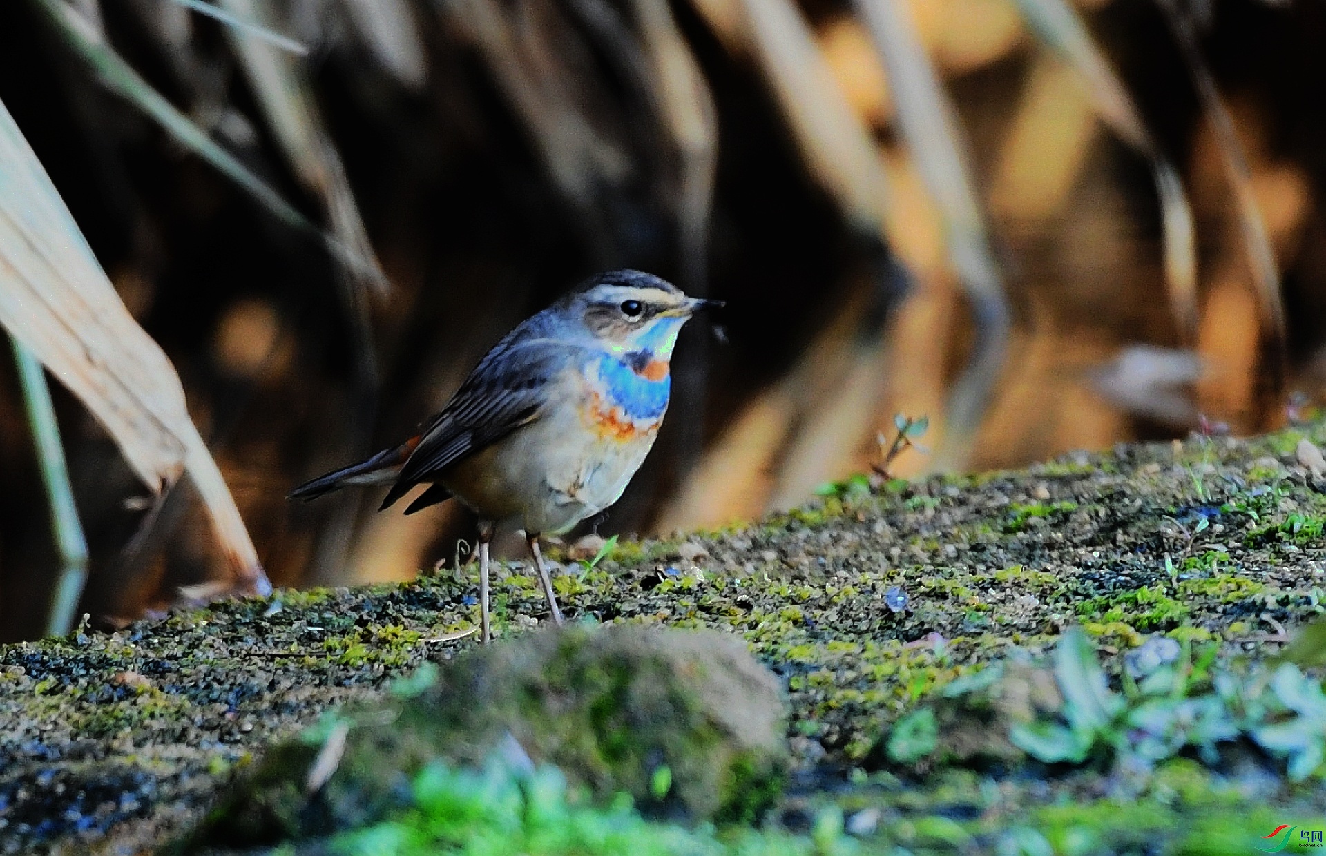 DSC_4373.jpg