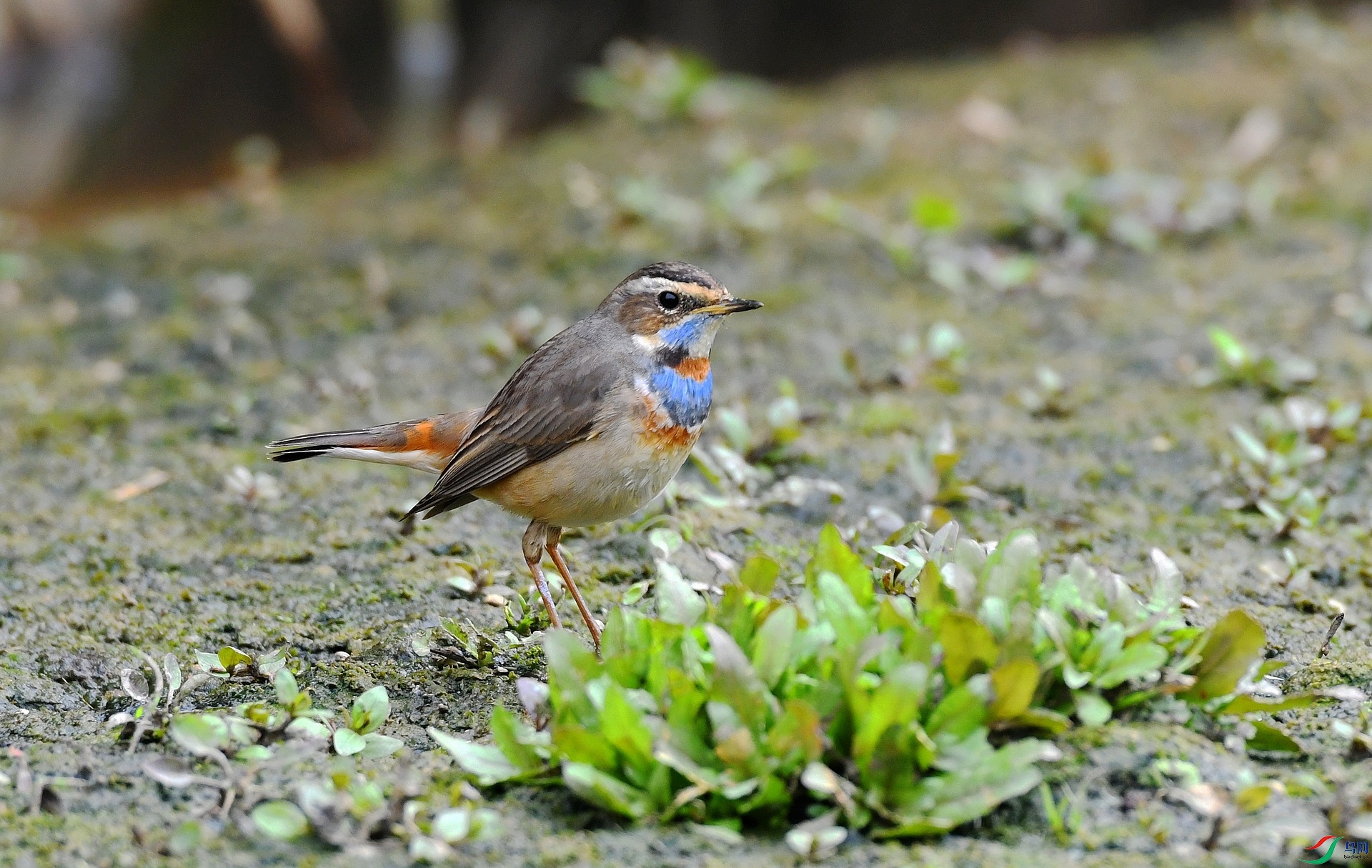 DSC_7664.jpg