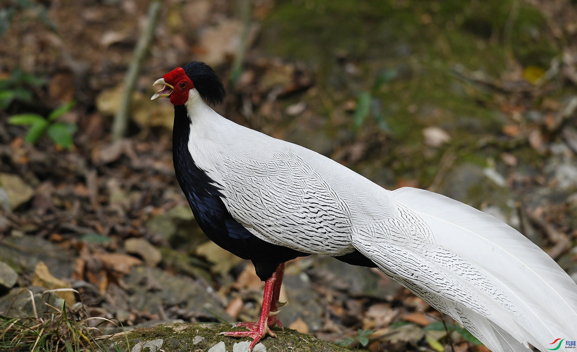 DSC_4371.jpg