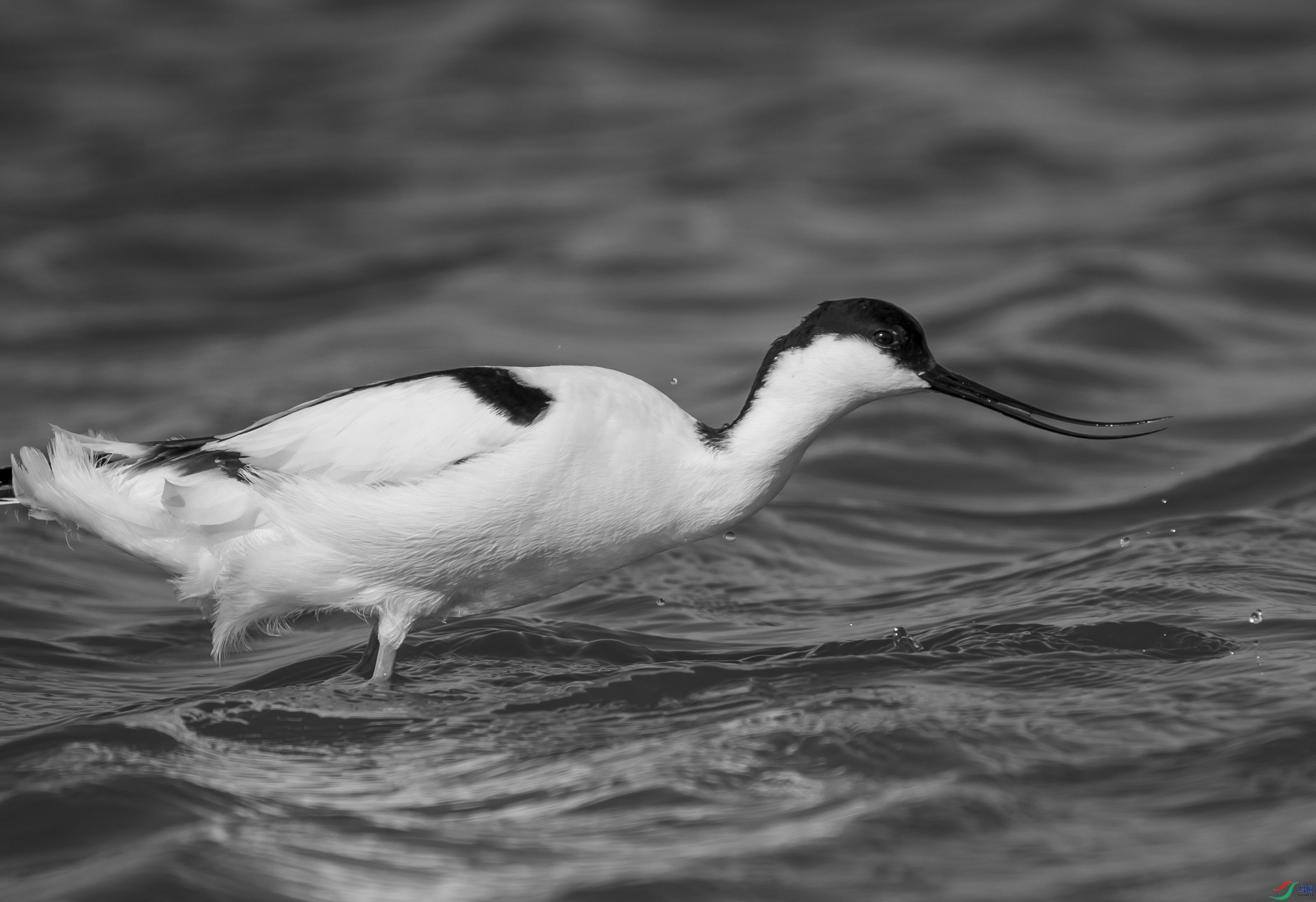 DSC00429 ����_����.jpg