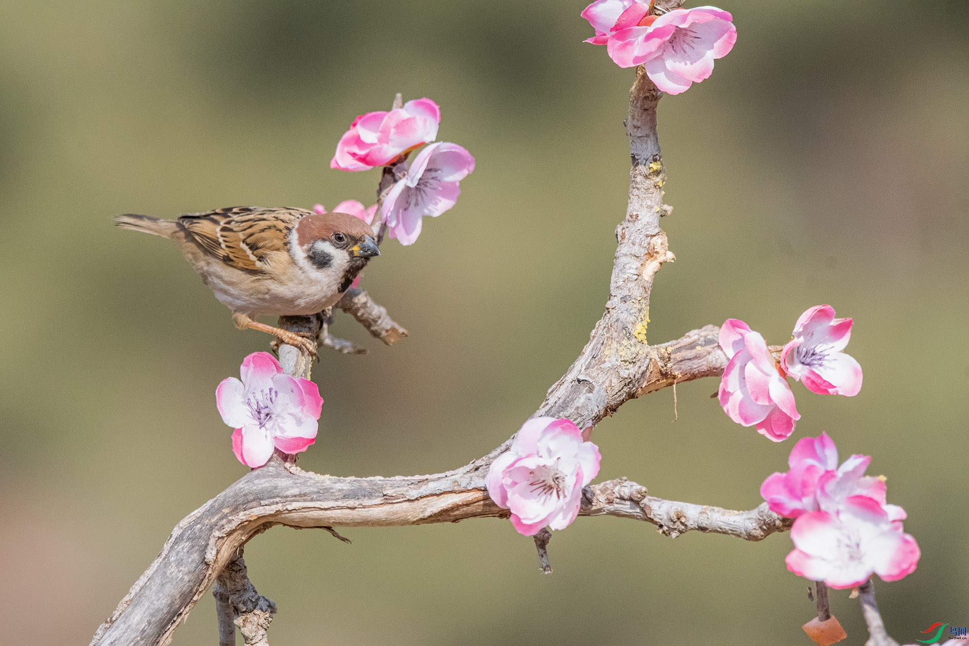 DSC_6061_��ͼ�� ����.jpg