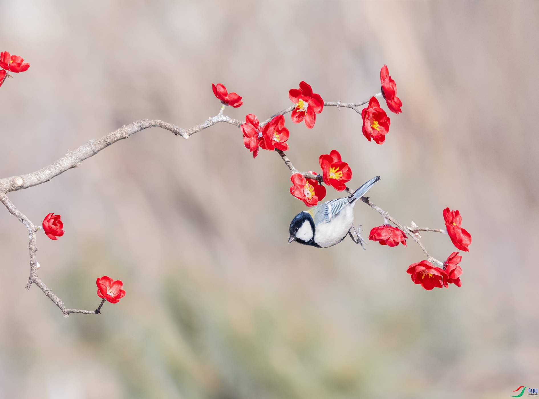 DSC_8942_��ͼ�� ����.jpg