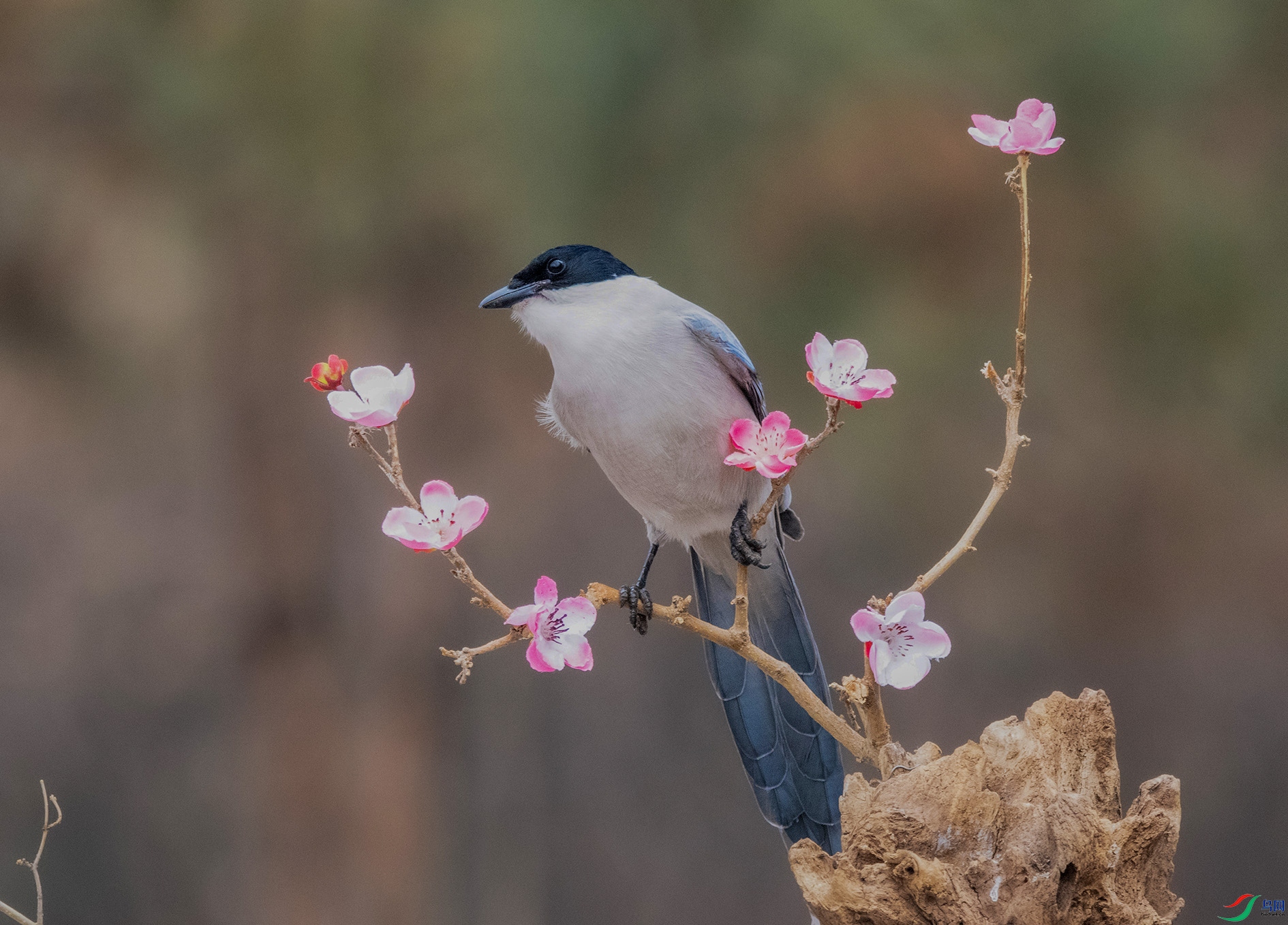 DSC_3033_��ͼ�� ����.jpg