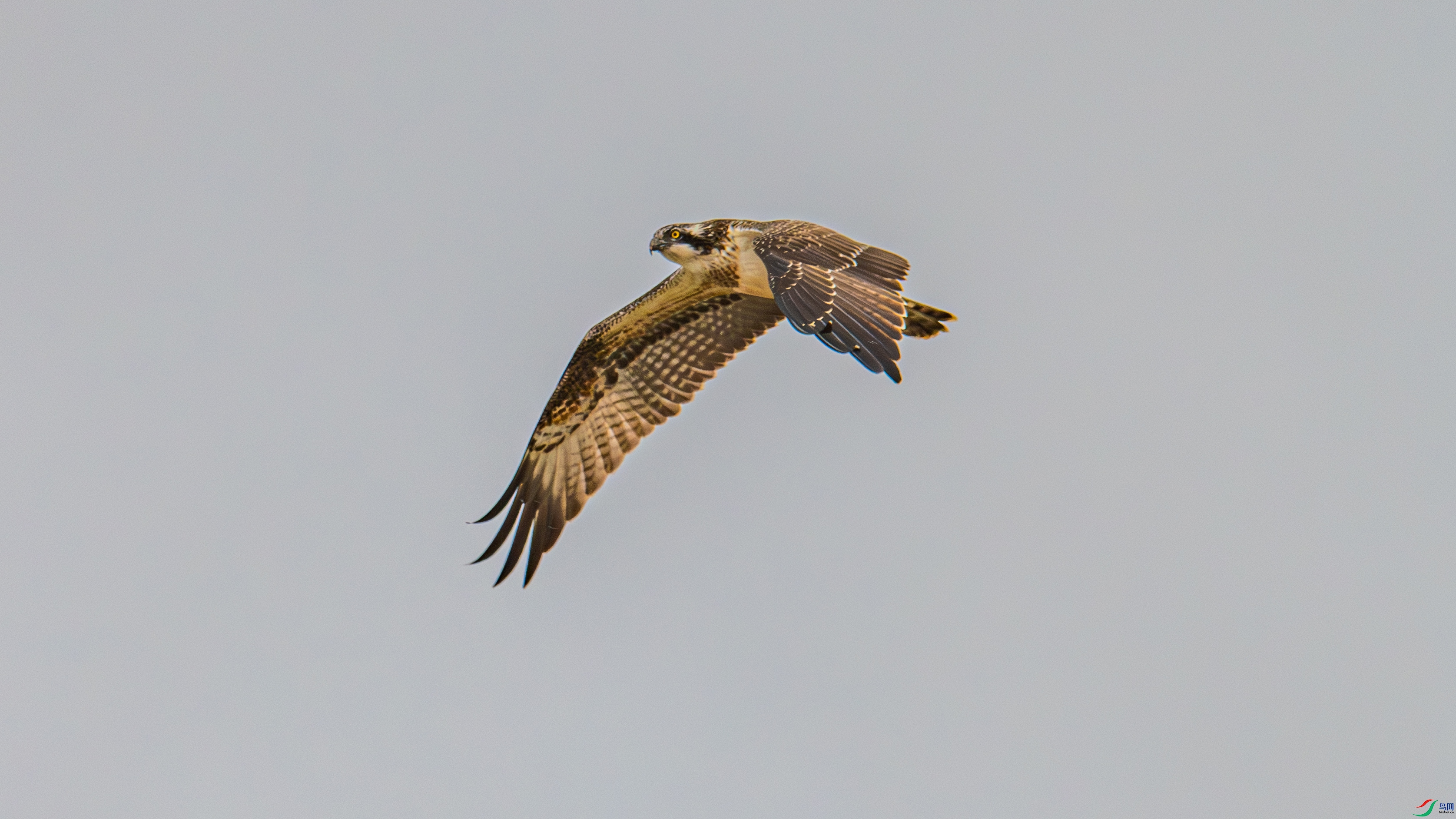 _DSC2957-1.jpg
