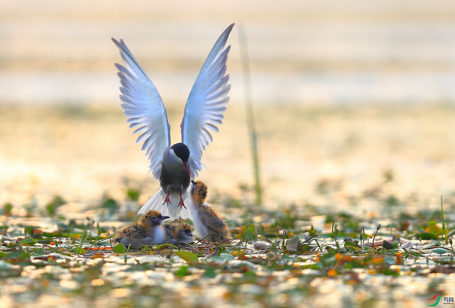 B12I6456ѣ.JPG