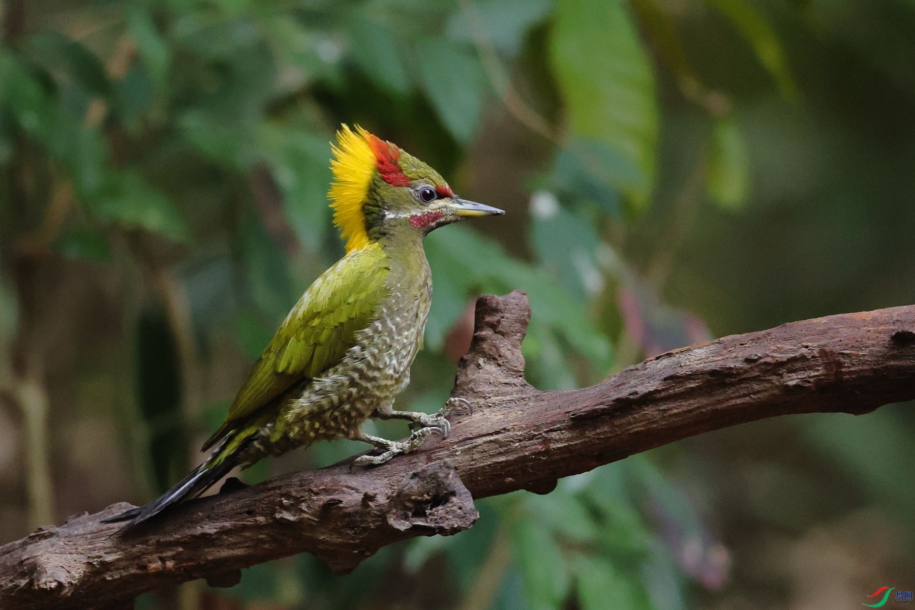 �ƹ���ľ��