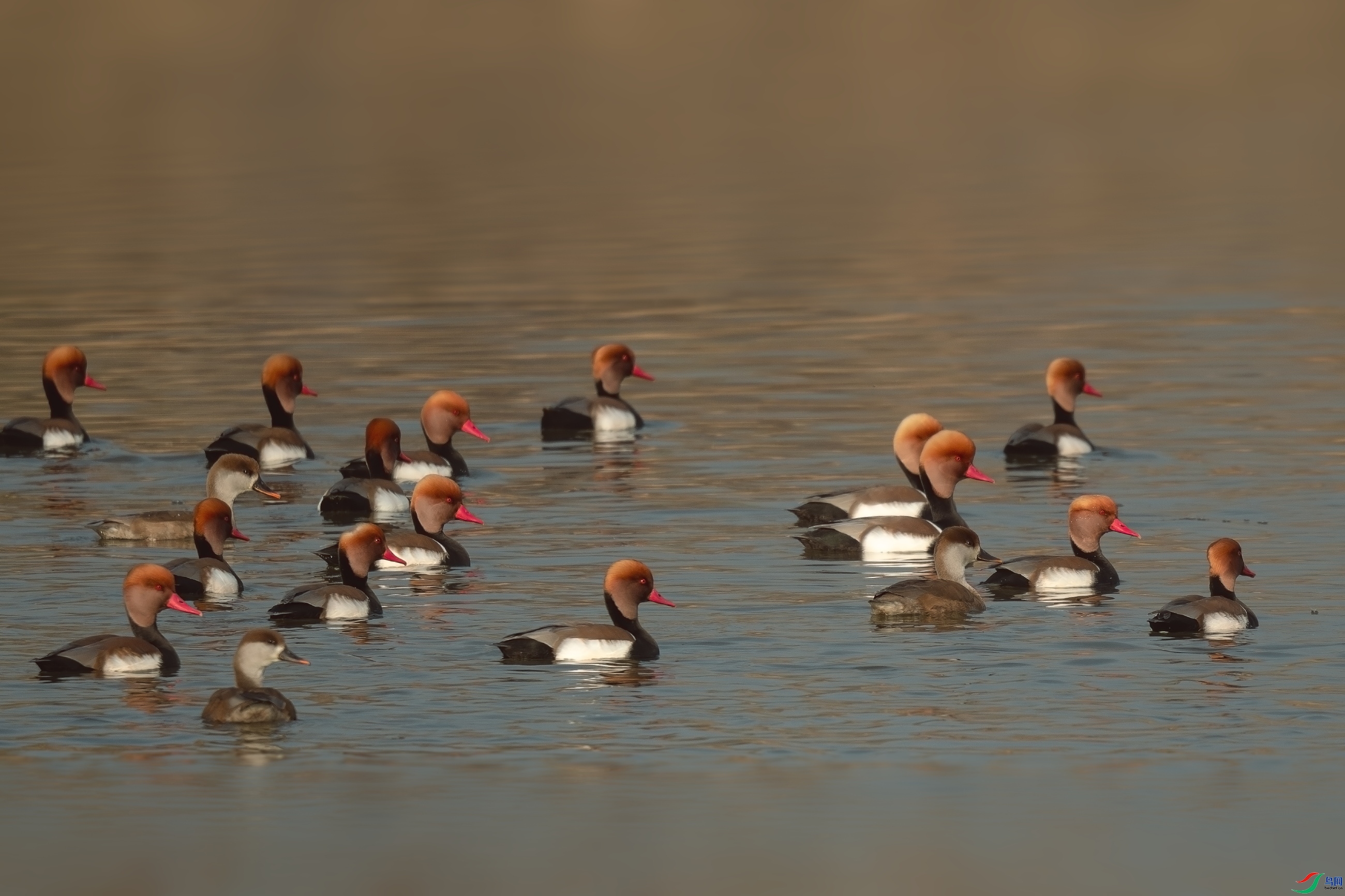 2.5��һ��ʦ��Ʒ   ����ǱѼ��ף���ٻ��Ա������.jpg