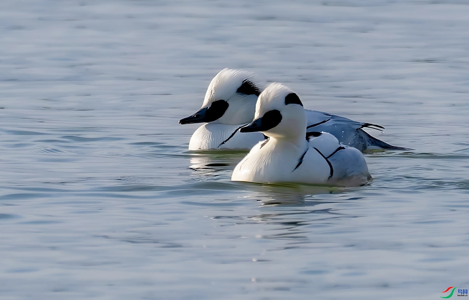 2.9_3795��ʦ��Ʒ   ����ˮů����è����֪  ��ף���ٻ��Ա������.jpg