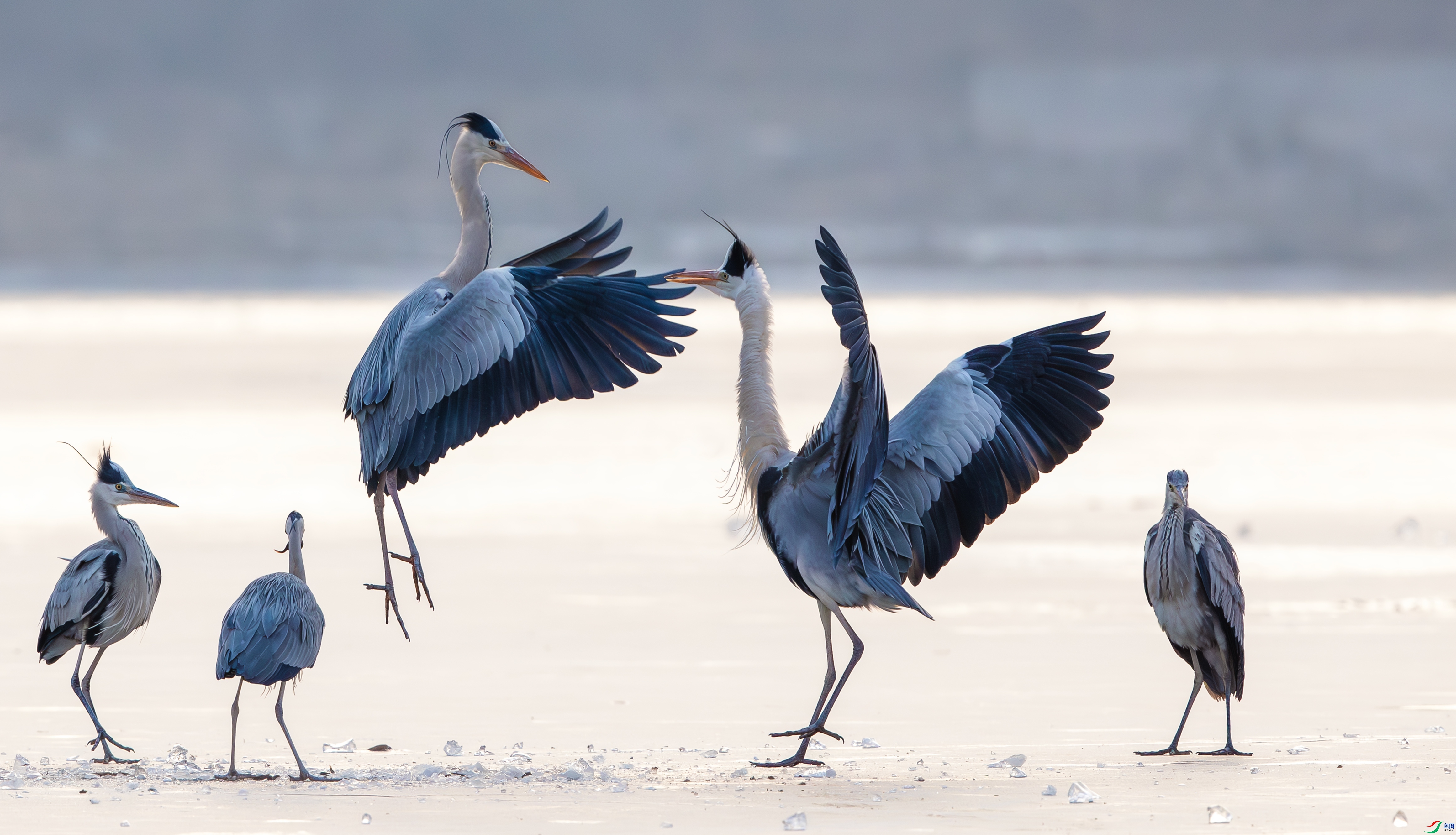 2.9������ʦ��Ʒ  ���������ף���ٻ����������.jpg