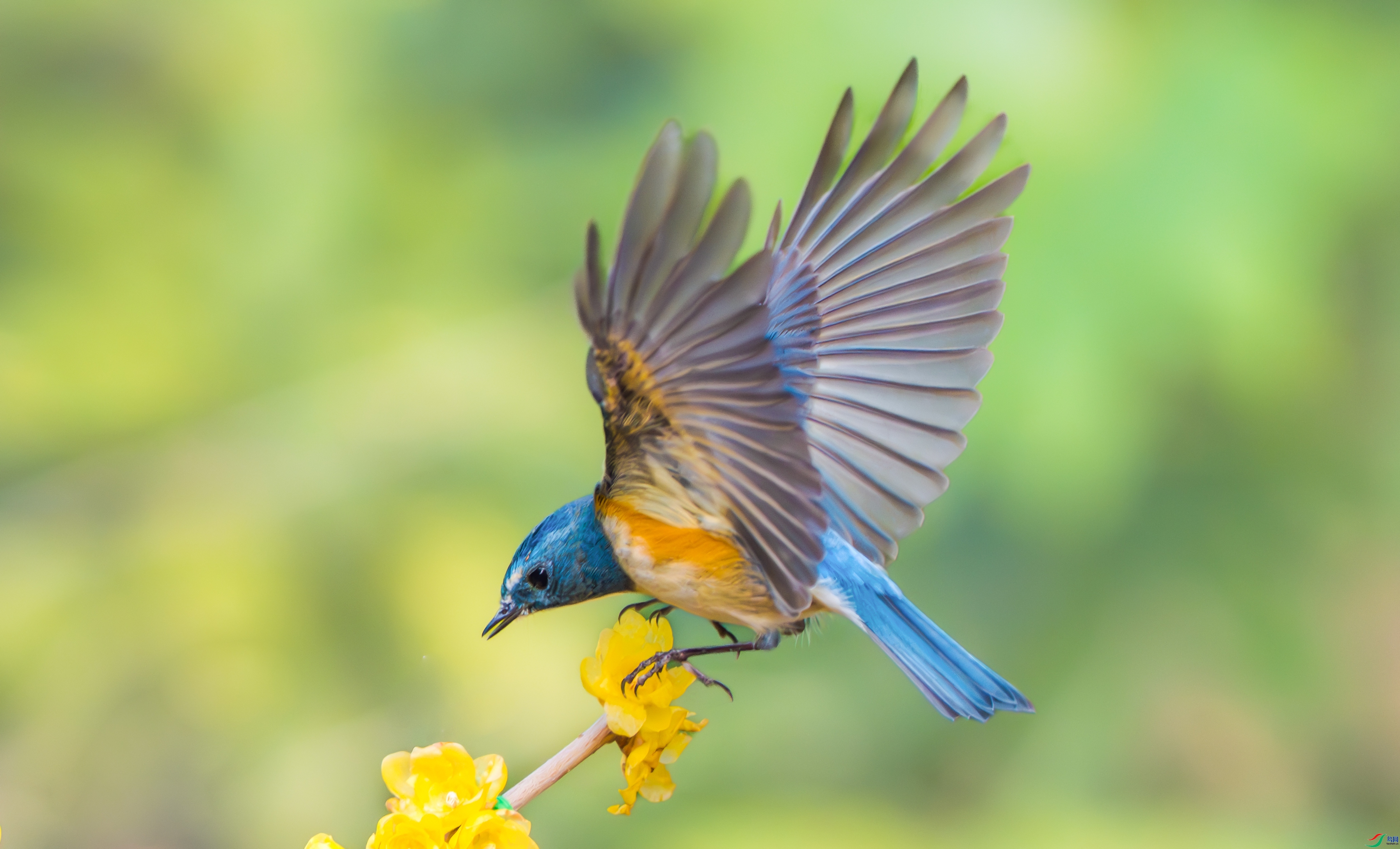 2.13������ʦ��Ʒ   ����С�� ��ף���ٻ����������.jpg