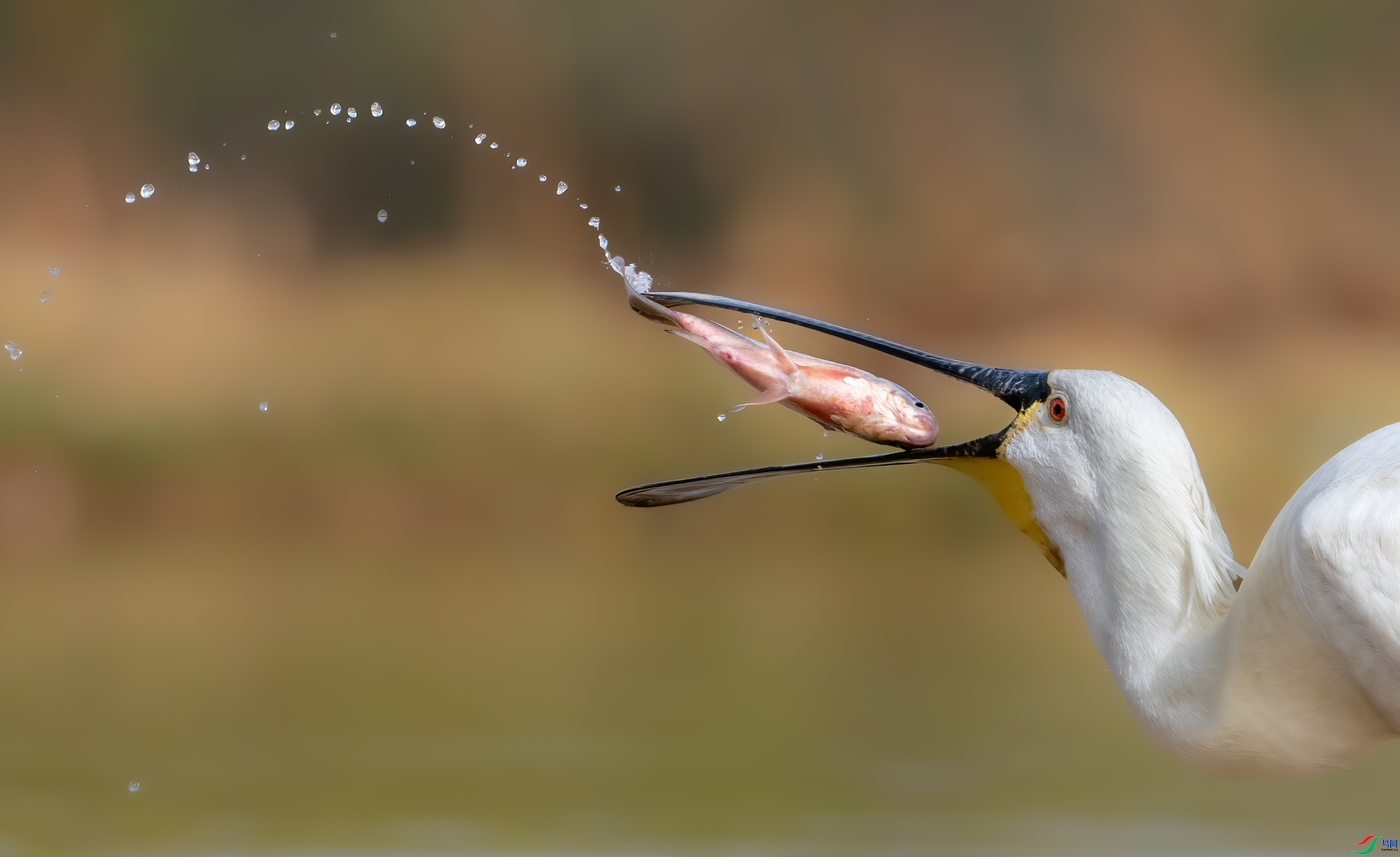 2.13��Ͽ֮����ʦ��Ʒ   ���� ��ף���ٻ�ÿ�ռ�����.jpg