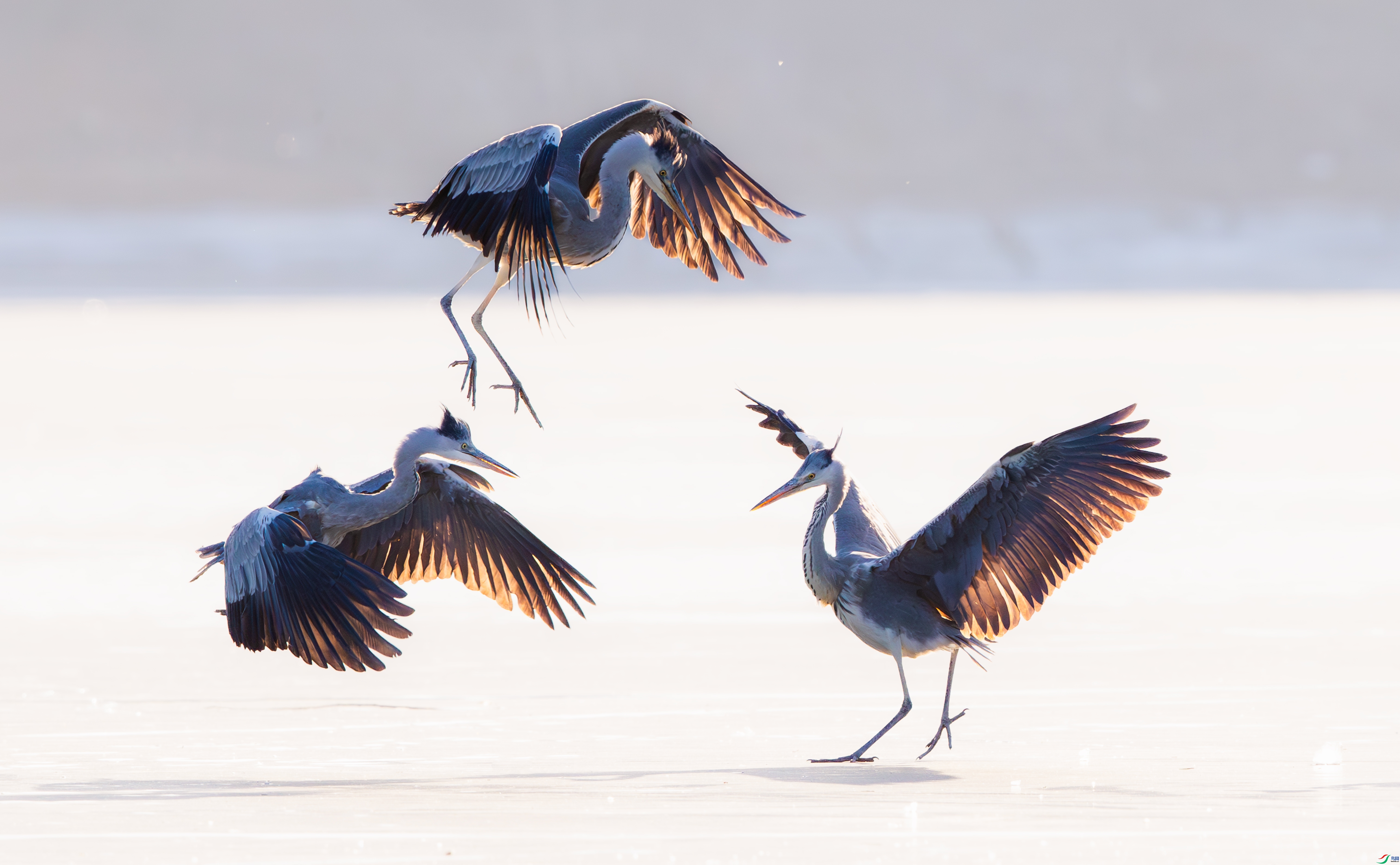 2.11������ʦ��Ʒ   ���Ƕ��� ��ף���ٻ����������.jpg