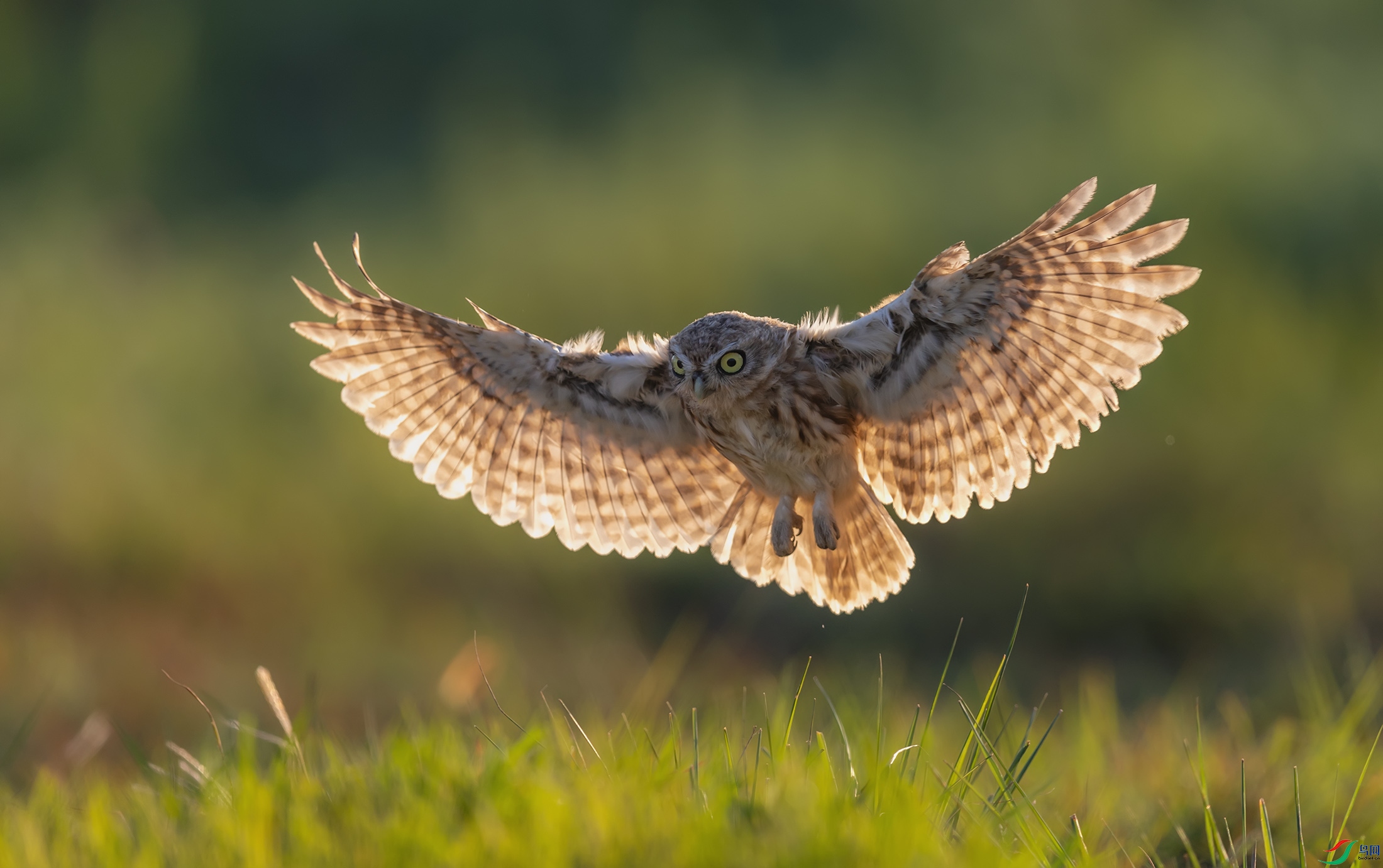 ���Ƹ�С�^