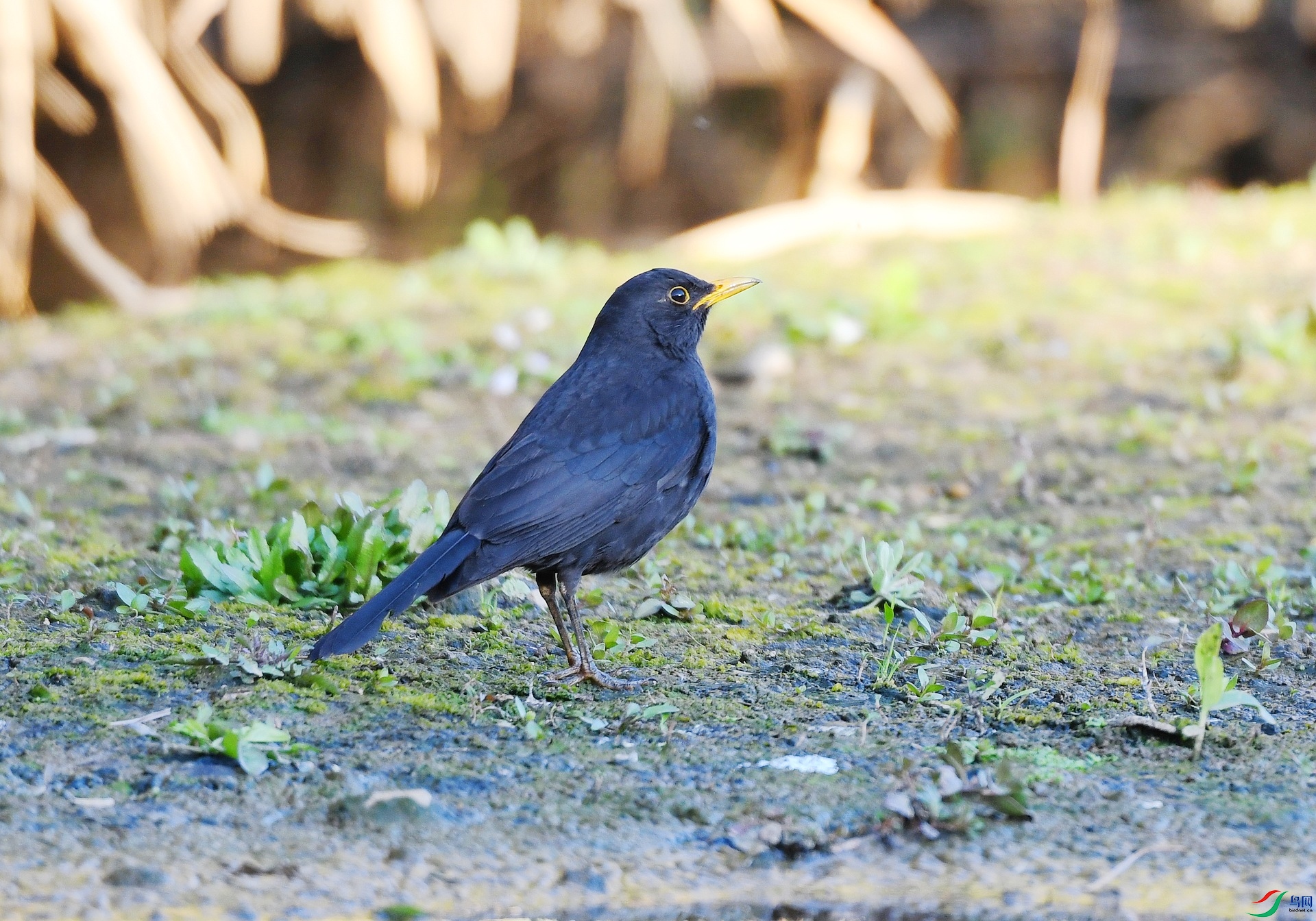 DSC_4301.jpg