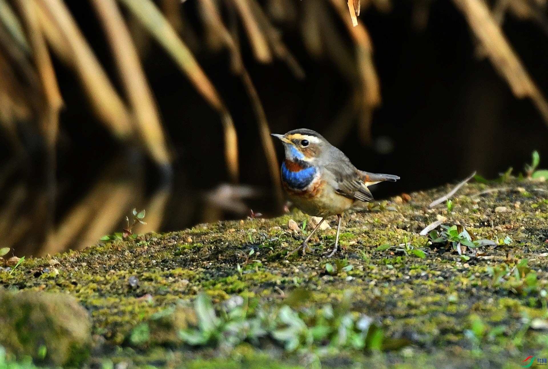 DSC_4454.jpg