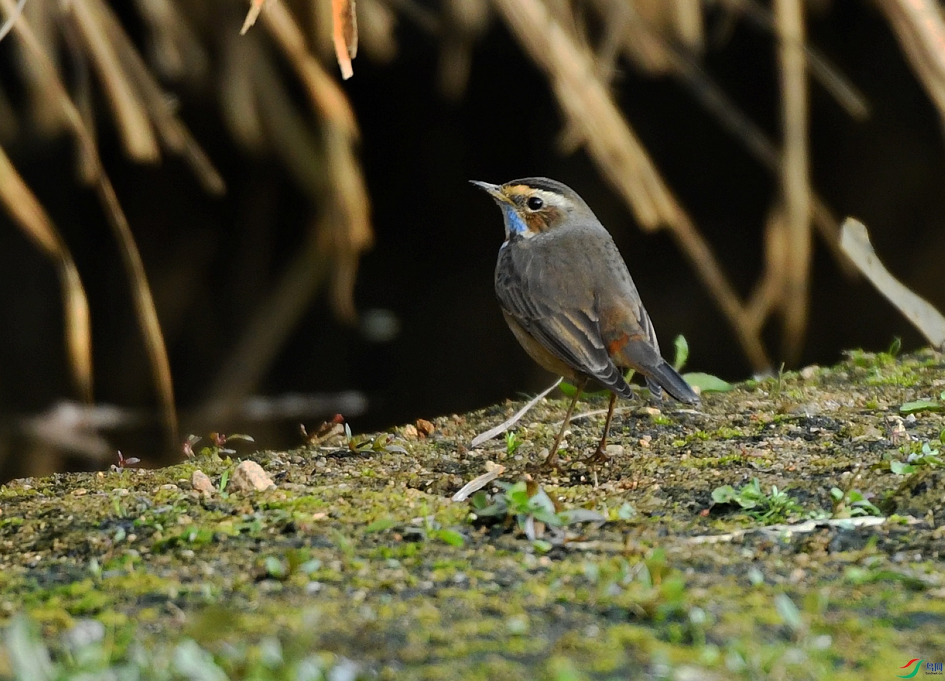 DSC_4453.jpg