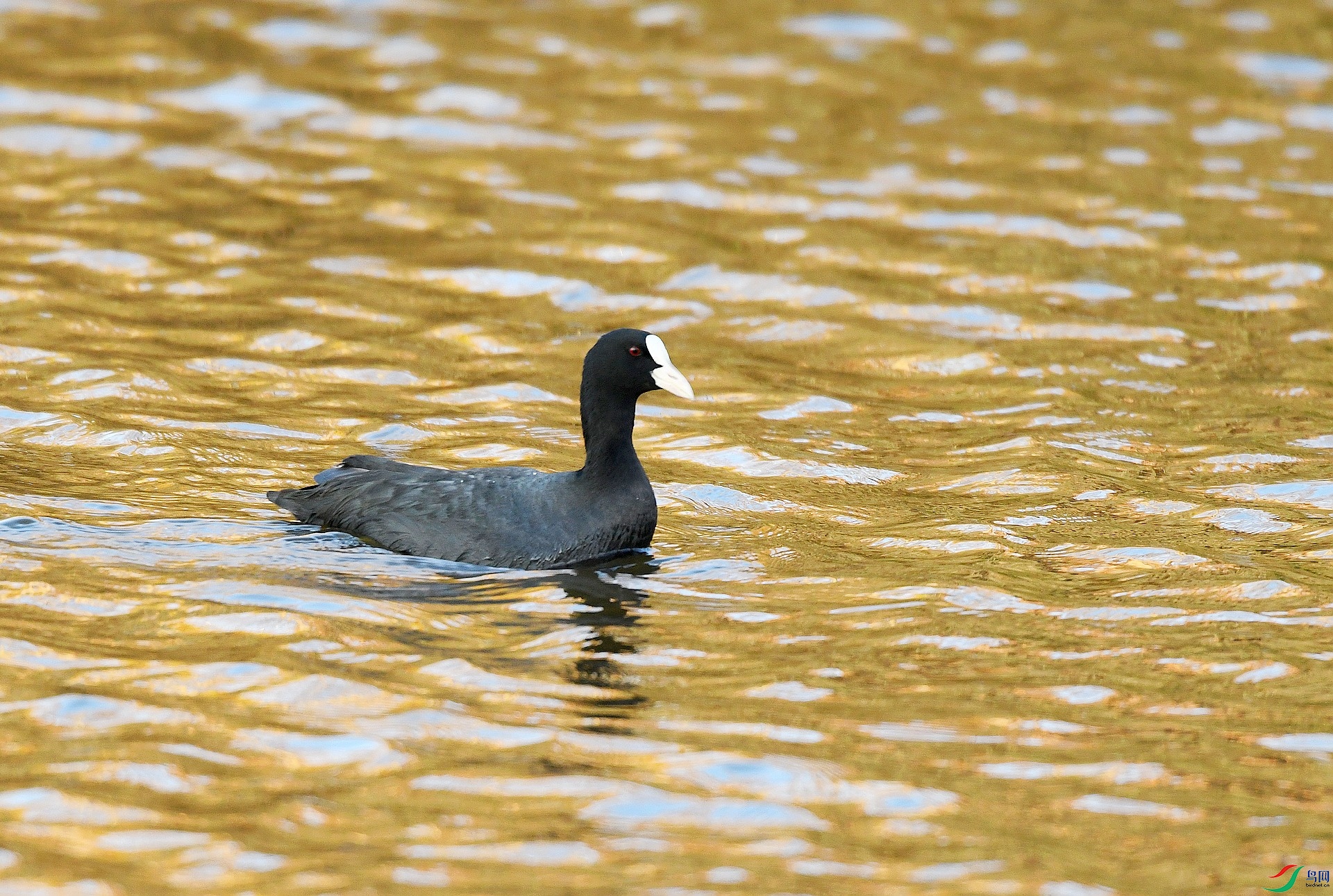 DSC_4597.jpg